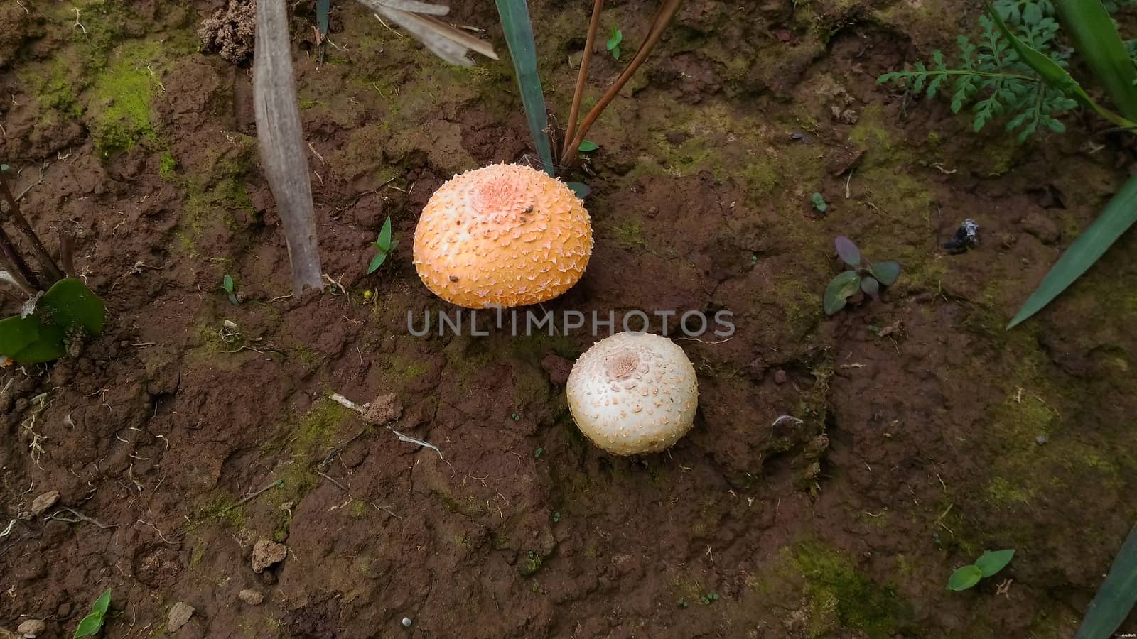 Poison orange mushroom on the floor in the forest