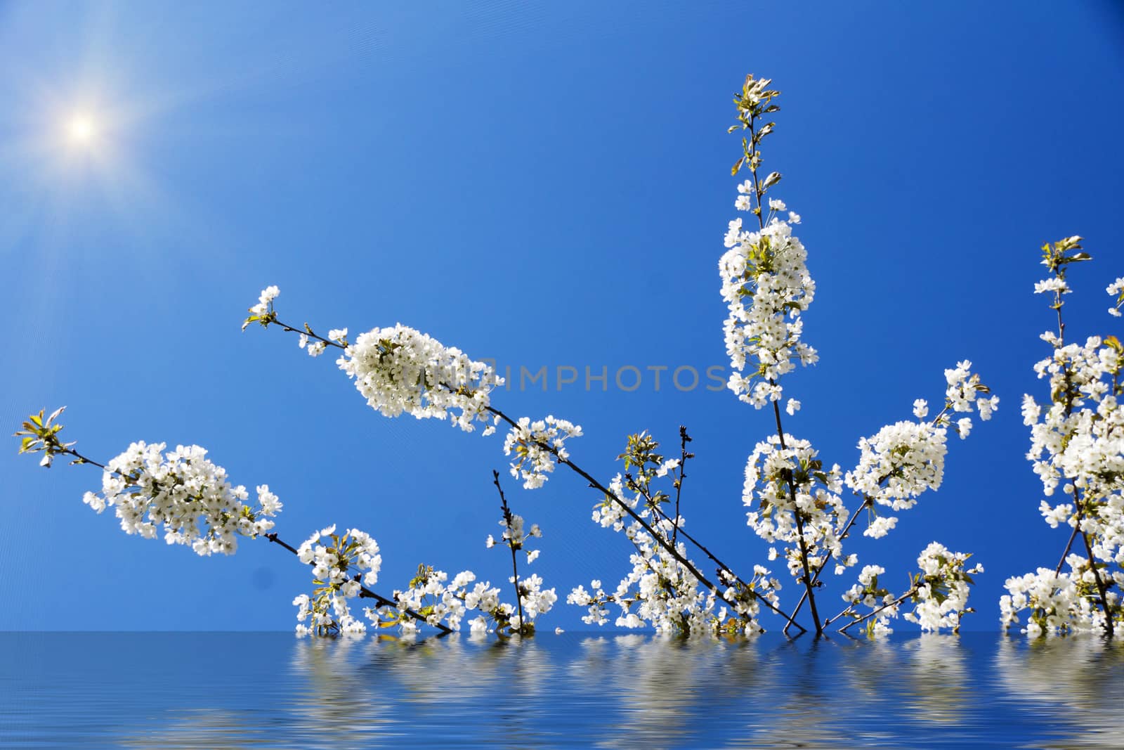 Cherry Blossoms with reflection in water, with sun and blue sky