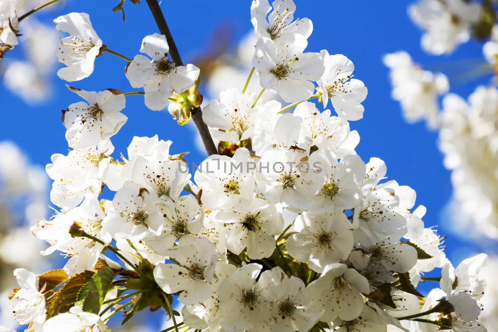 Cherry blossoms over blue sky background