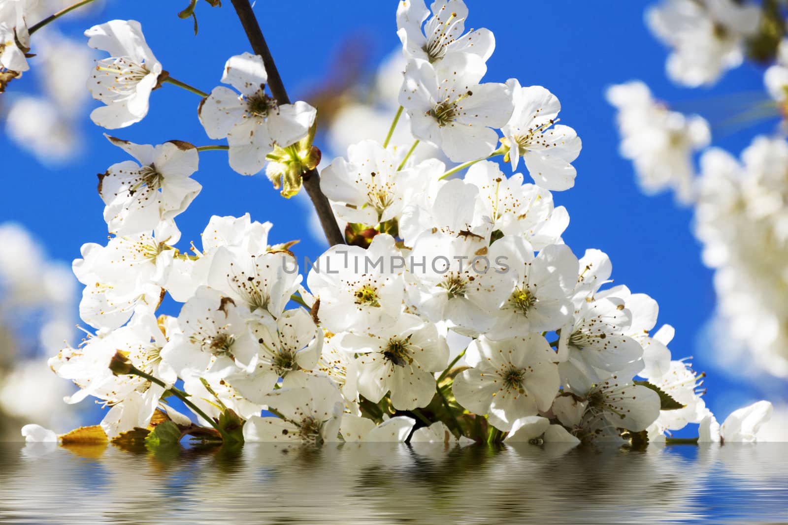 Cherry Blossoms with reflection in water by Fr@nk