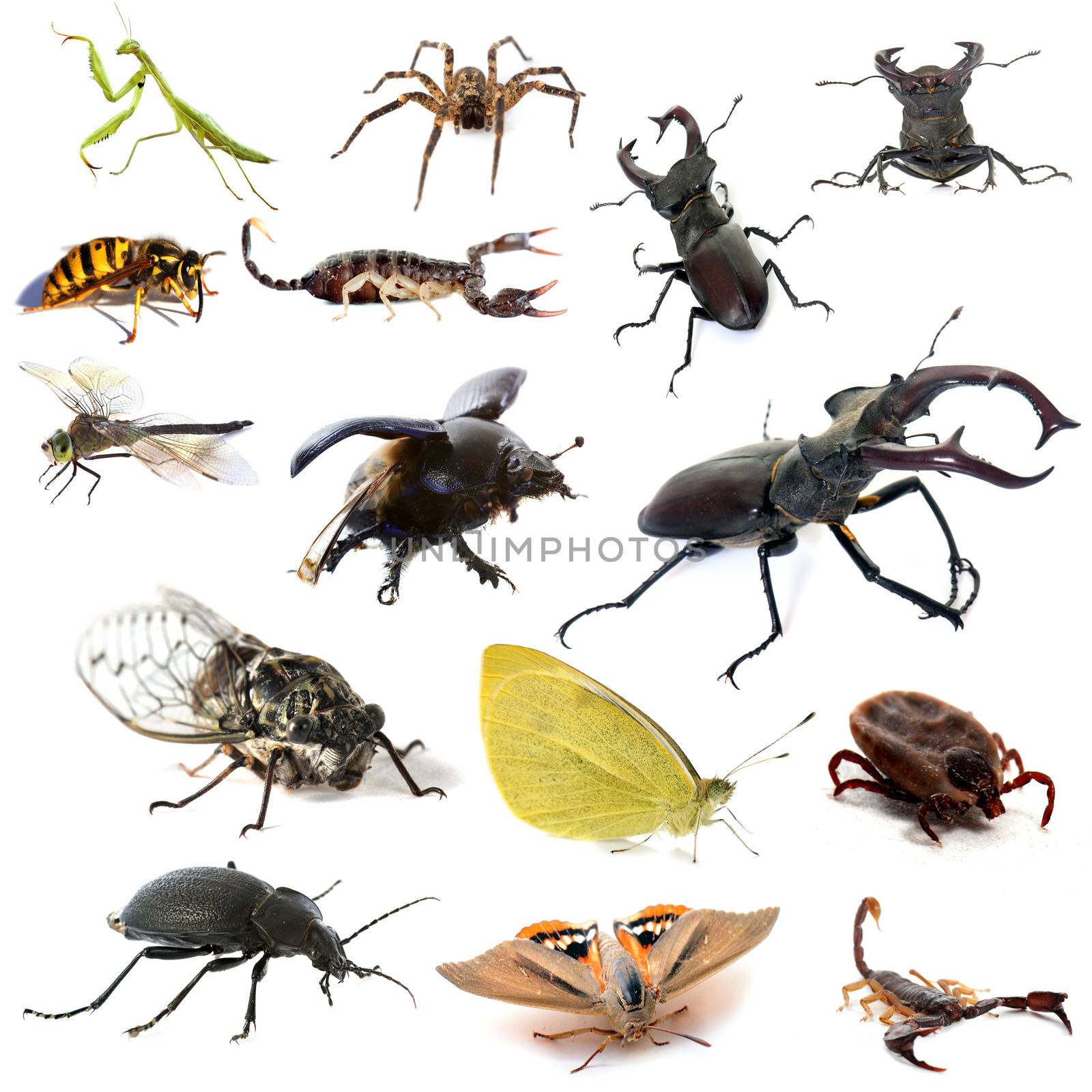 insects and scorpions in front of white background