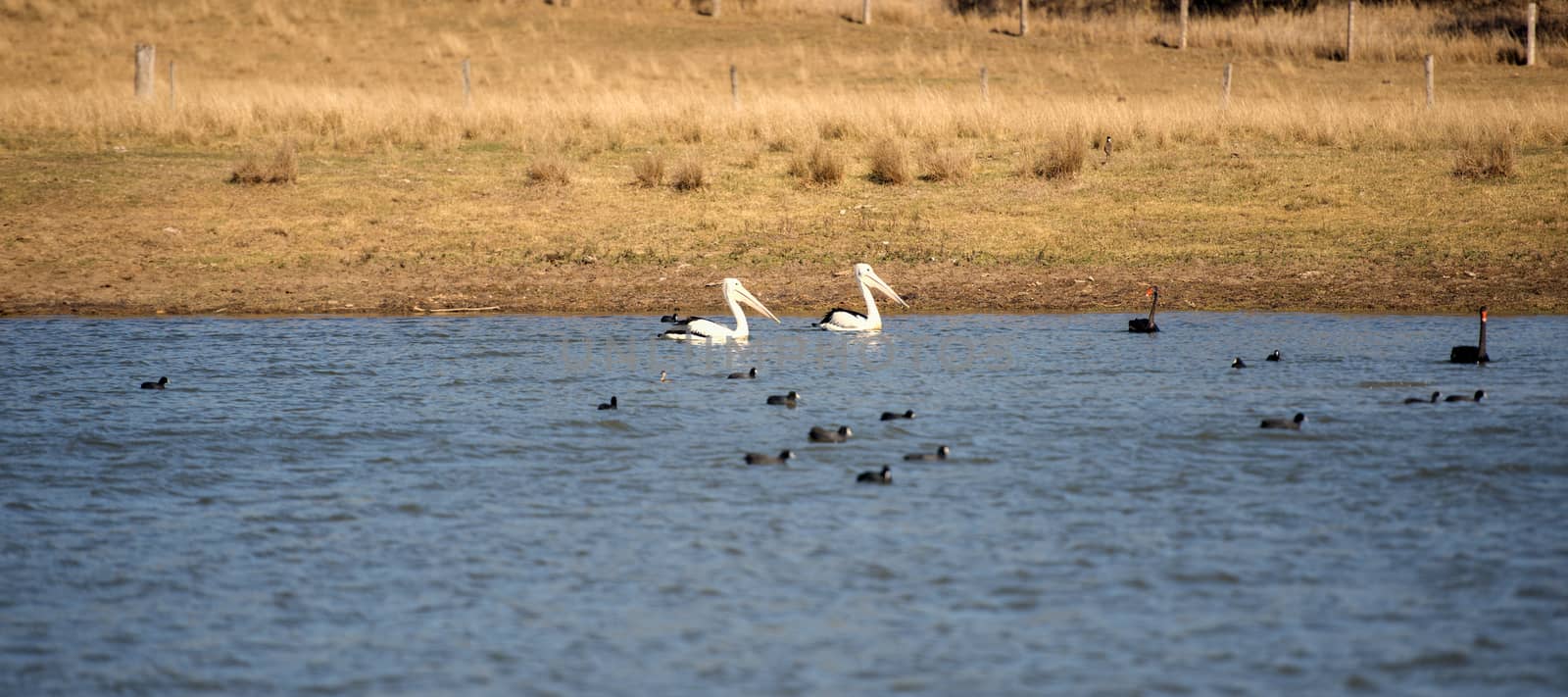 Pelicans swimming in the lake during the day in Queensland.