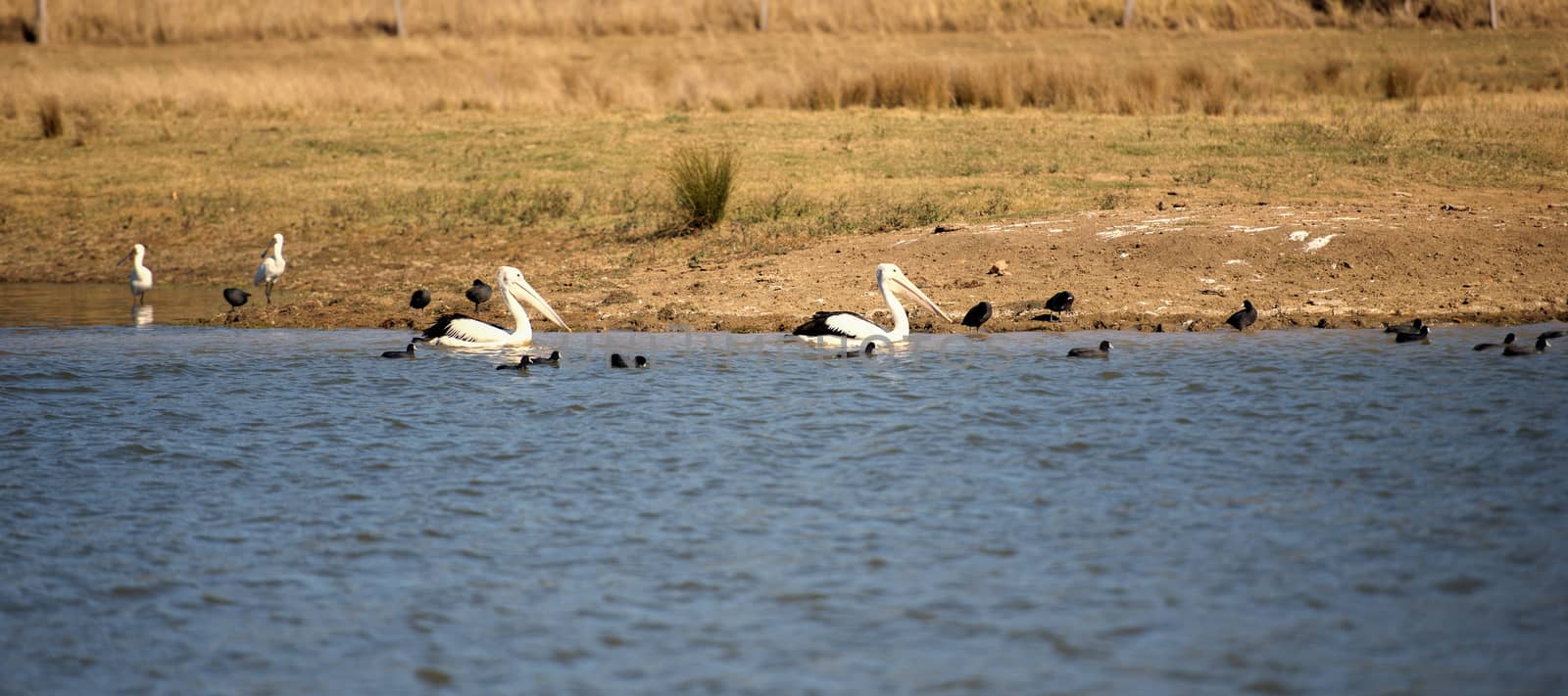 Pelicans swimming in the lake during the day by artistrobd