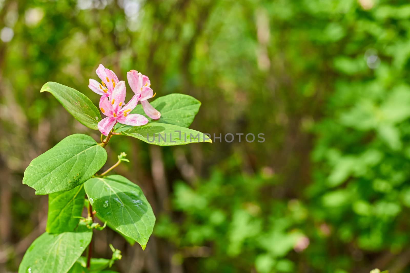 Purple flower with green leaves