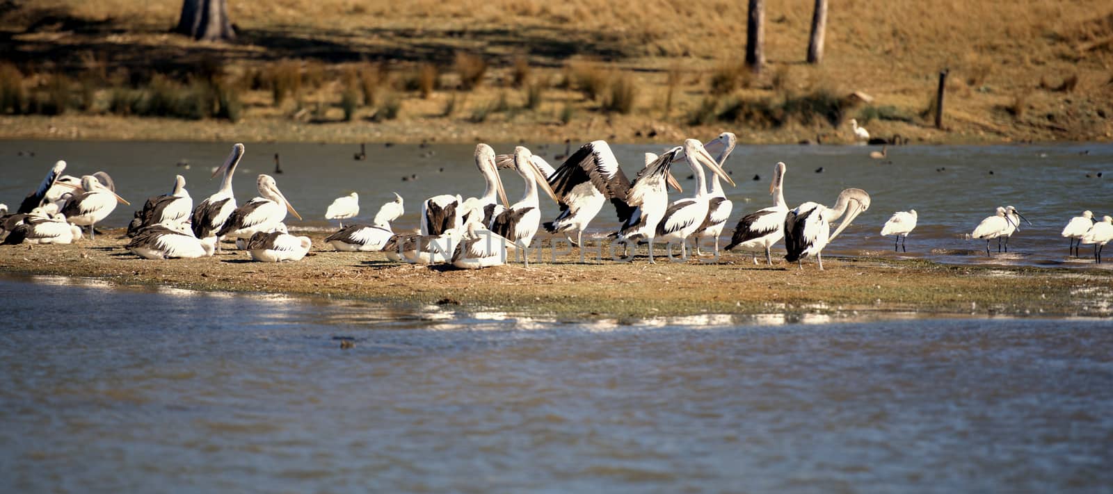 Pelicans resting by the lake by artistrobd