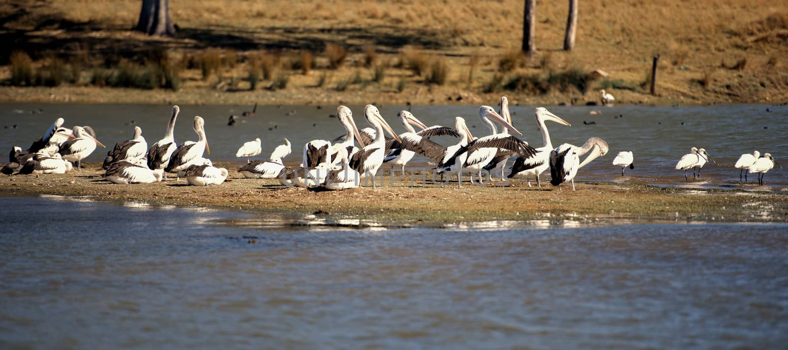 Pelicans resting by the lake together during the day in Queensland.