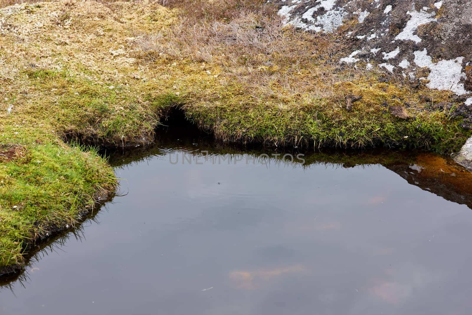 Edge of an small natural pond on a island.