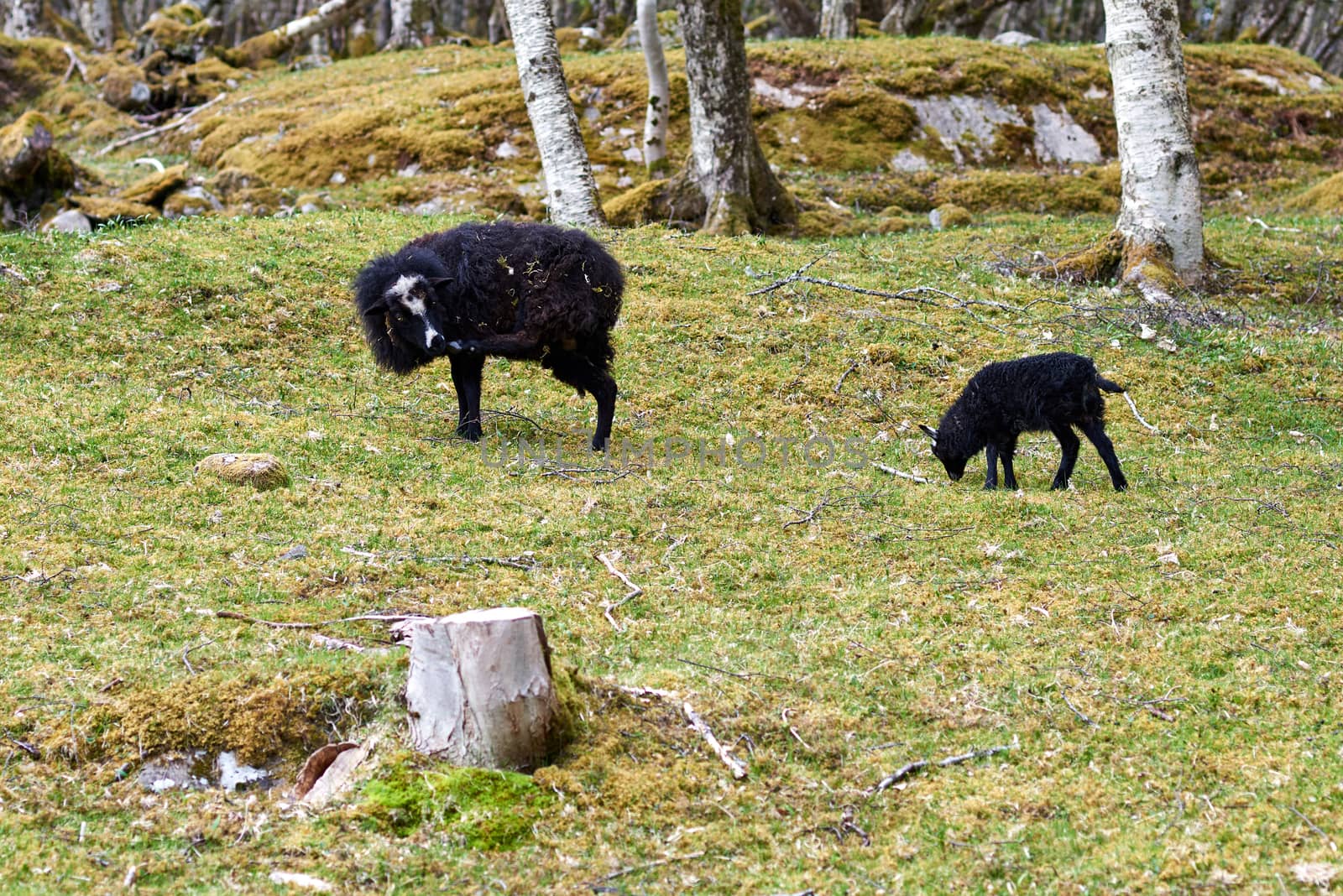 Black wild sheep protecting lamb and eating grass.