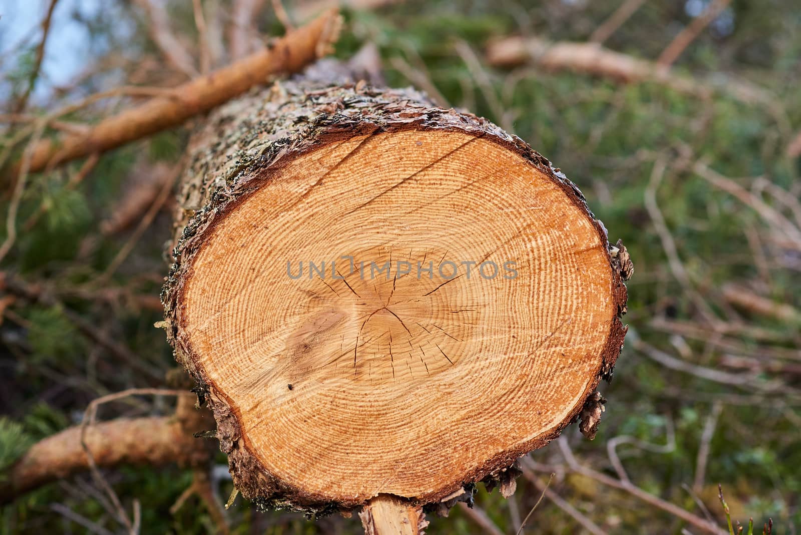 Wood grain texture from freshly cut log.