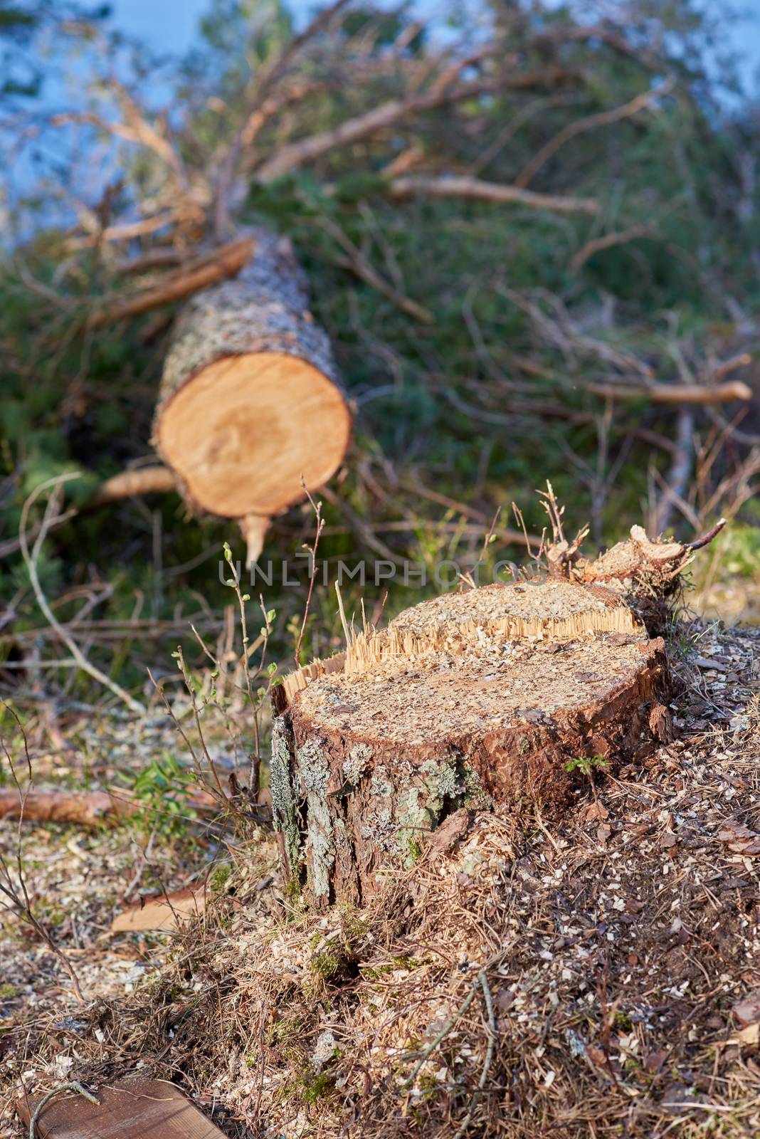 Felled tree closeup with stump in focus.
