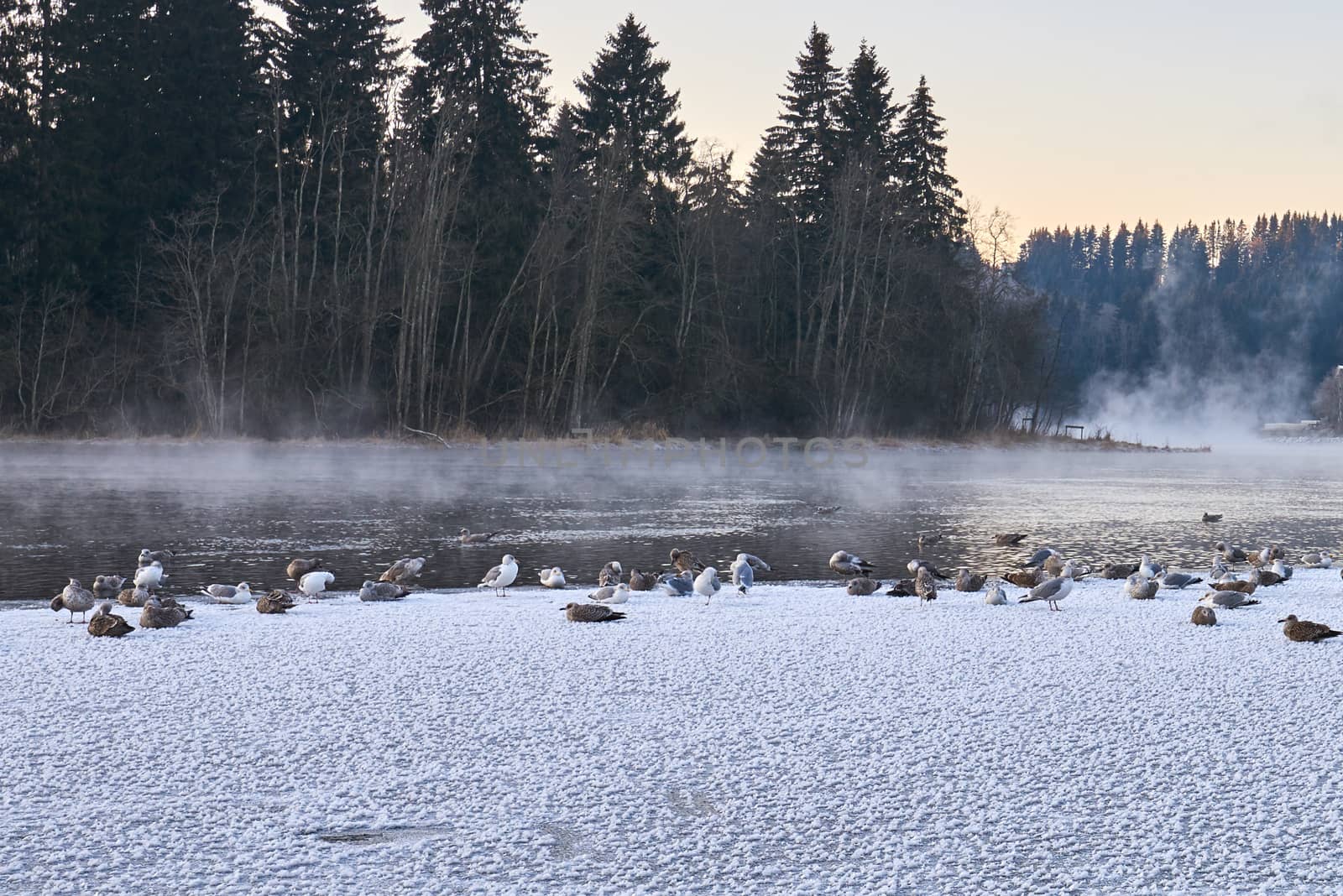 A flock of birds on ice sheet in subzero temperature. Frost smoke in background.