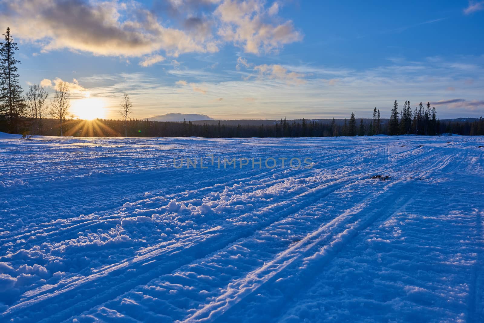 Snowmobile tracks going into the forest at sunset.