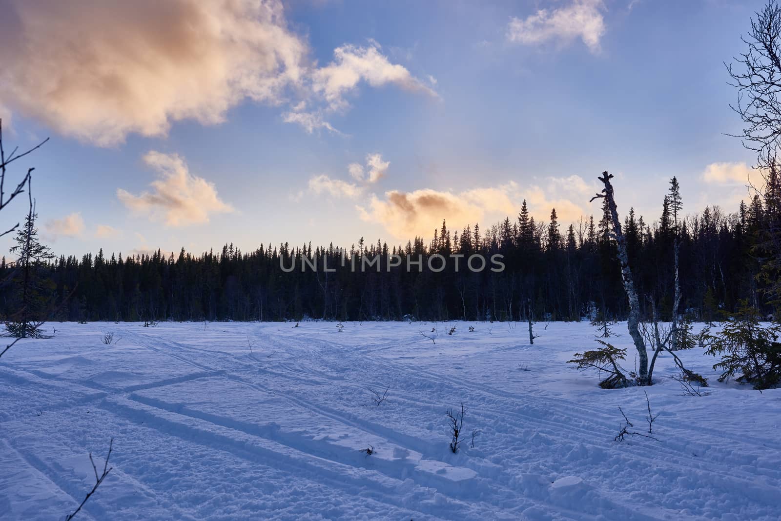 Snowmobile tracks going into a forest at wintertime.
