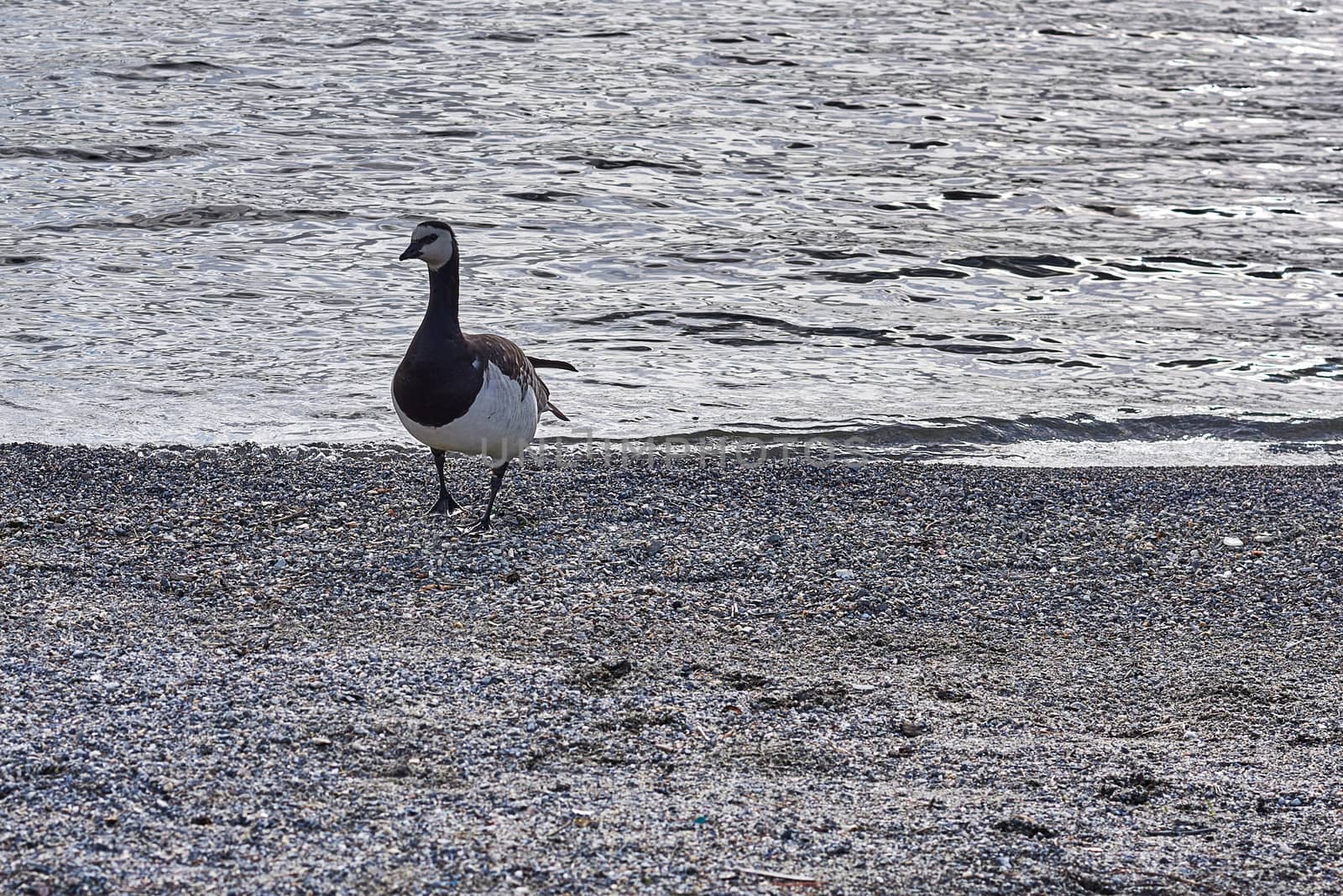 Canada geese walking at stony shore in Sweden.