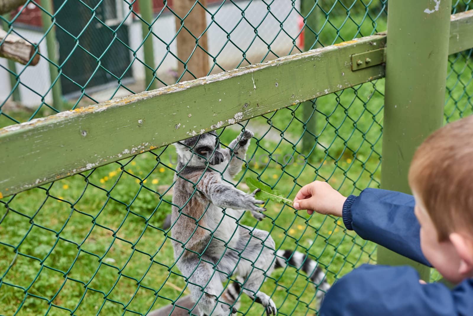 A lemur grabs something to eat from a childs hand.