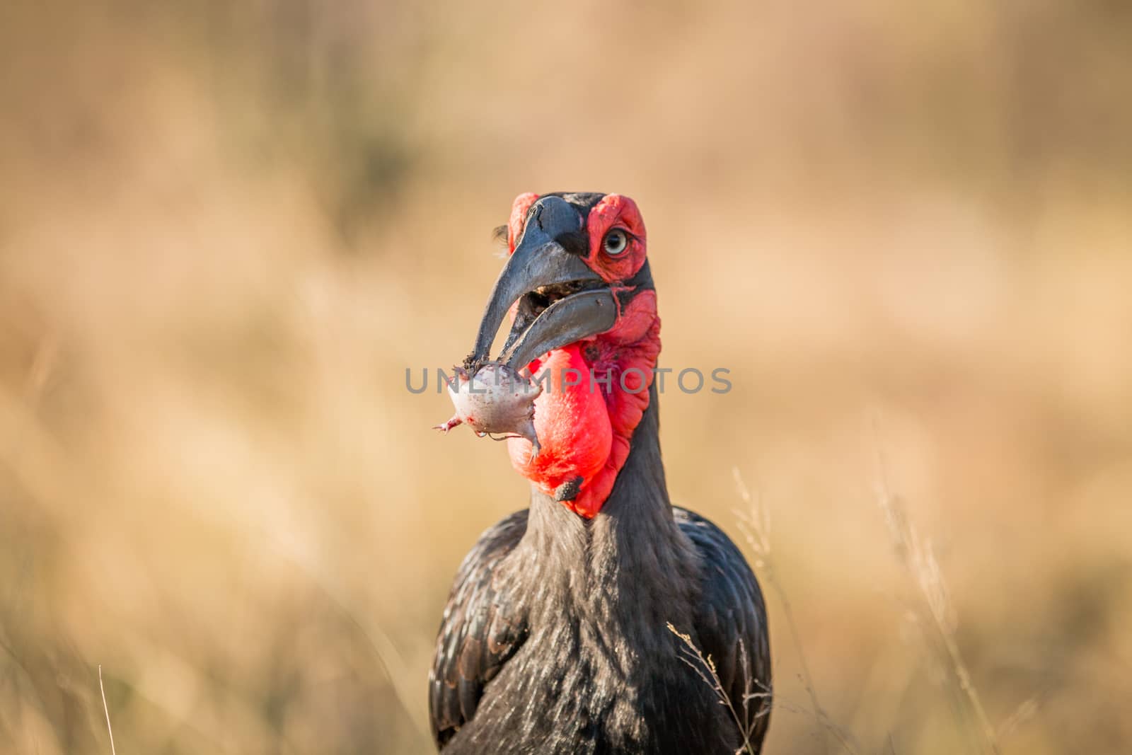 Southern ground hornbill with a Rain frog kill in the Kruger National Park, South Africa.