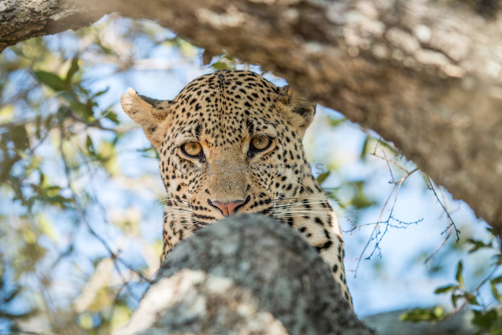 Leopard starring in a tree. by Simoneemanphotography