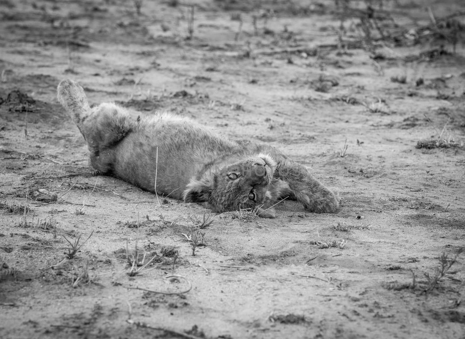 Lion cub laying in the dirt in black and white. by Simoneemanphotography