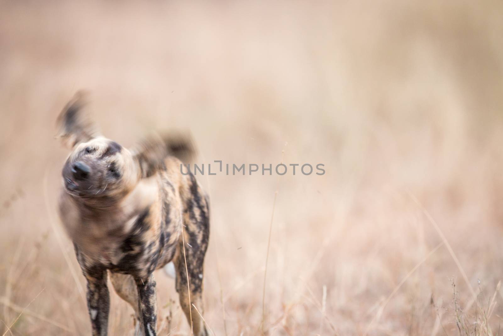 African wild dog shaking himself in the Kruger National Park. by Simoneemanphotography