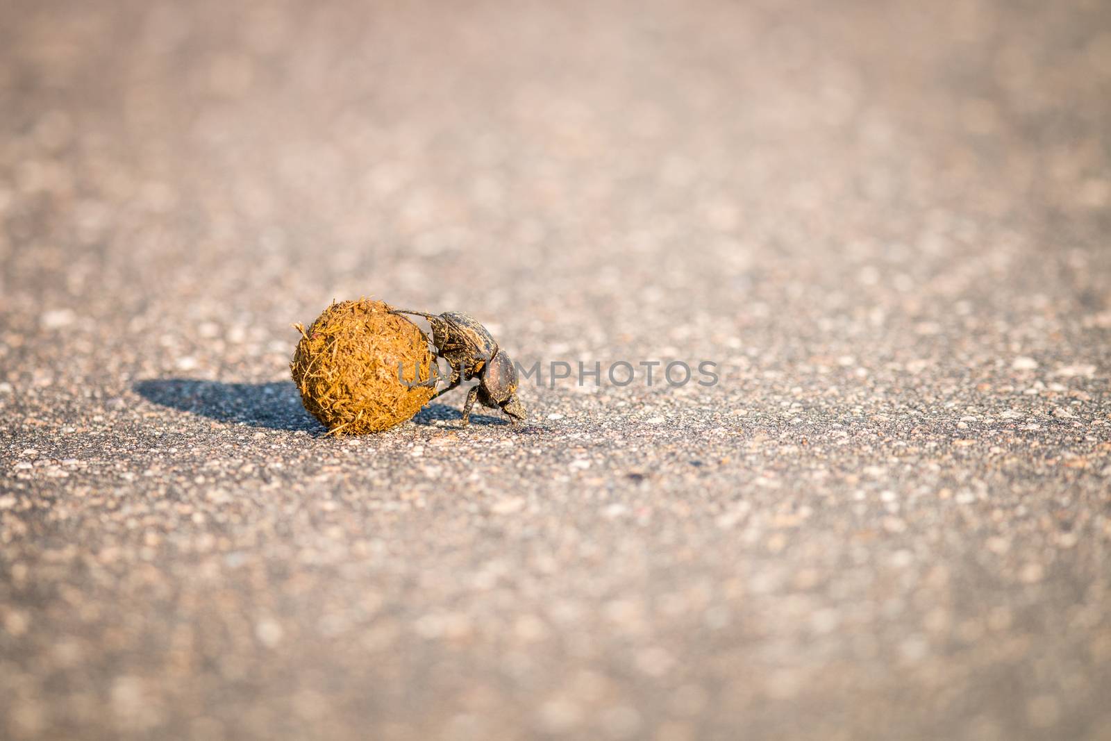 Dung beetle rolling a ball of dung on the road in the Kruger National Park, South Africa.