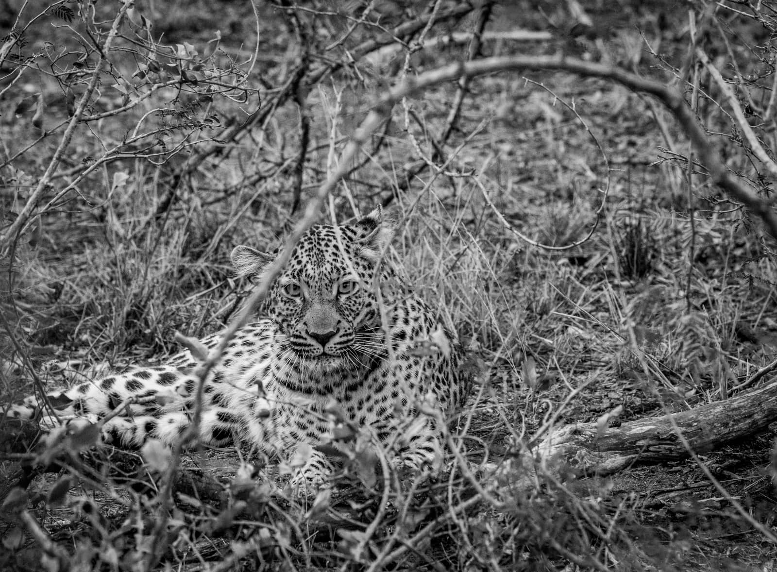 Leopard starring from in between the bushes in the Kruger National Park, South Africa.