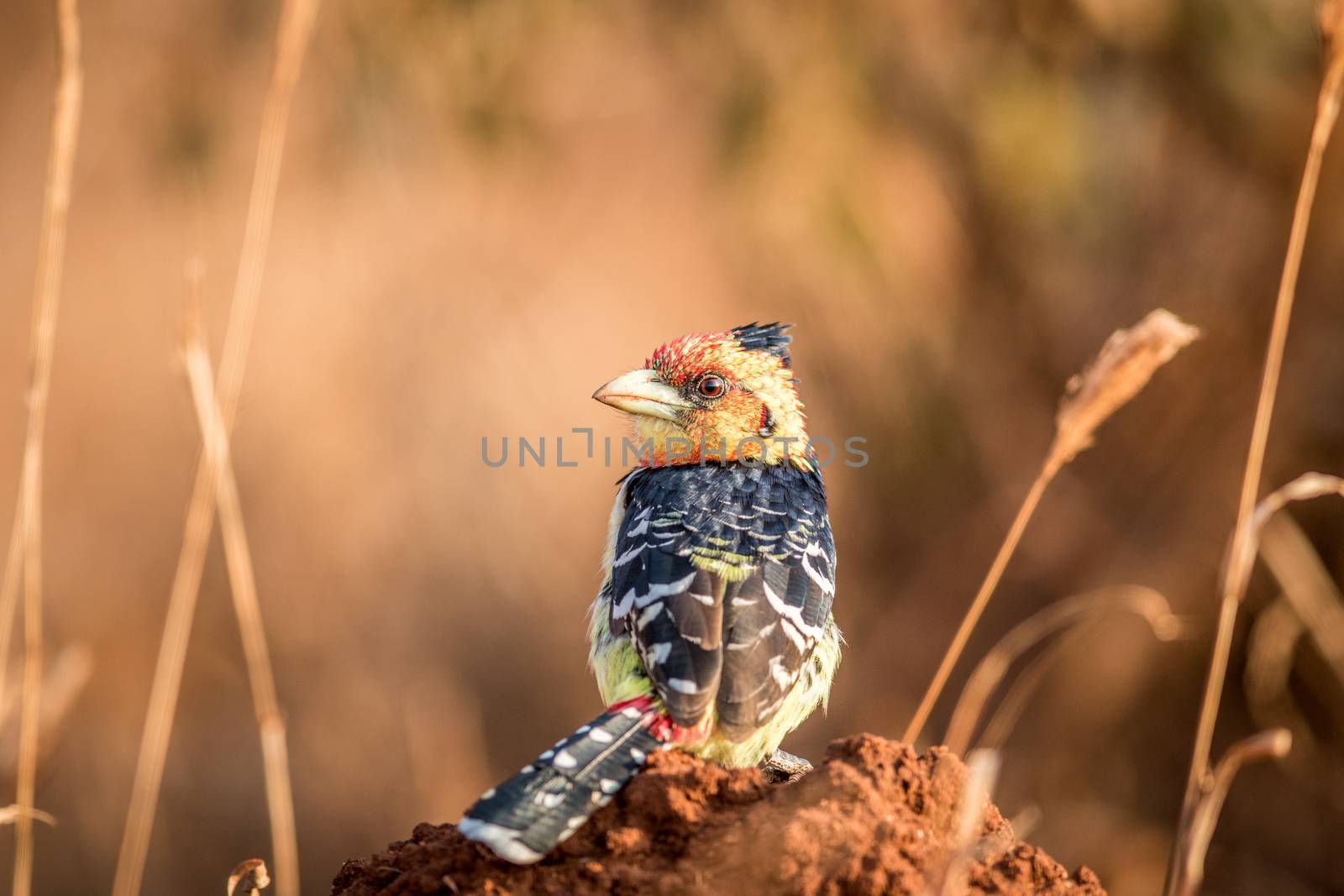 A Crested barbet sitting on a termite mount. by Simoneemanphotography