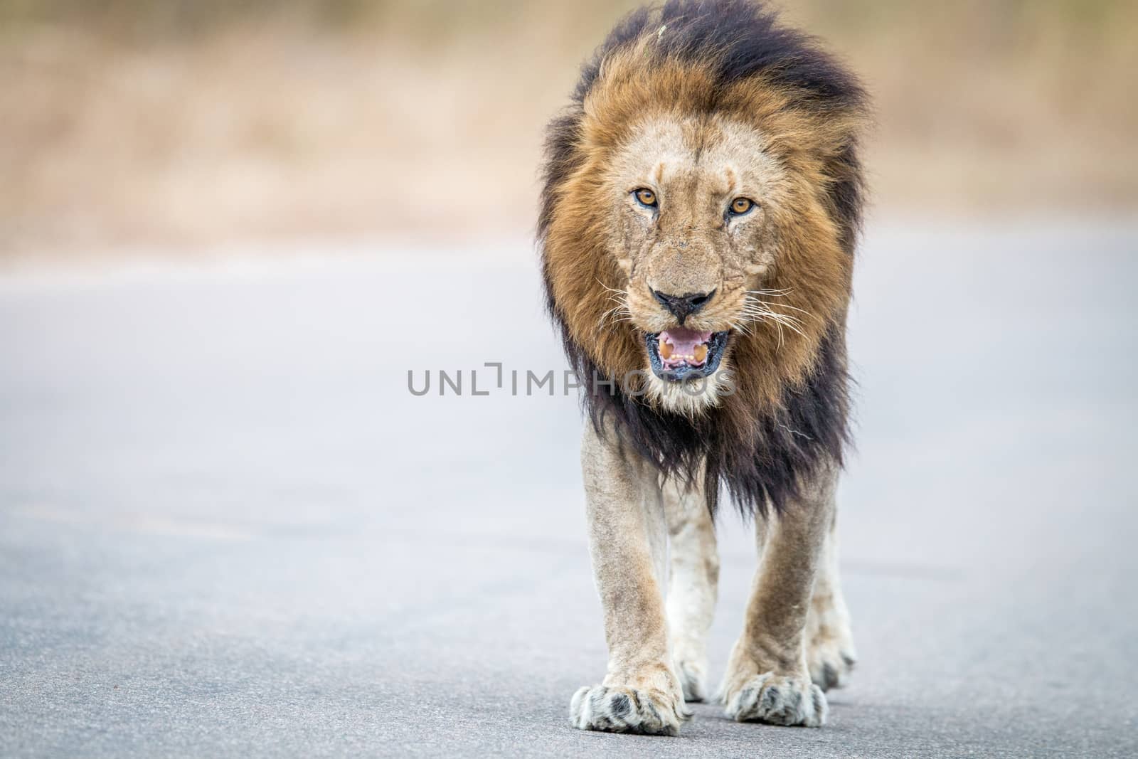 Male Lion walking towards the camera in the Kruger National Park, South Africa.