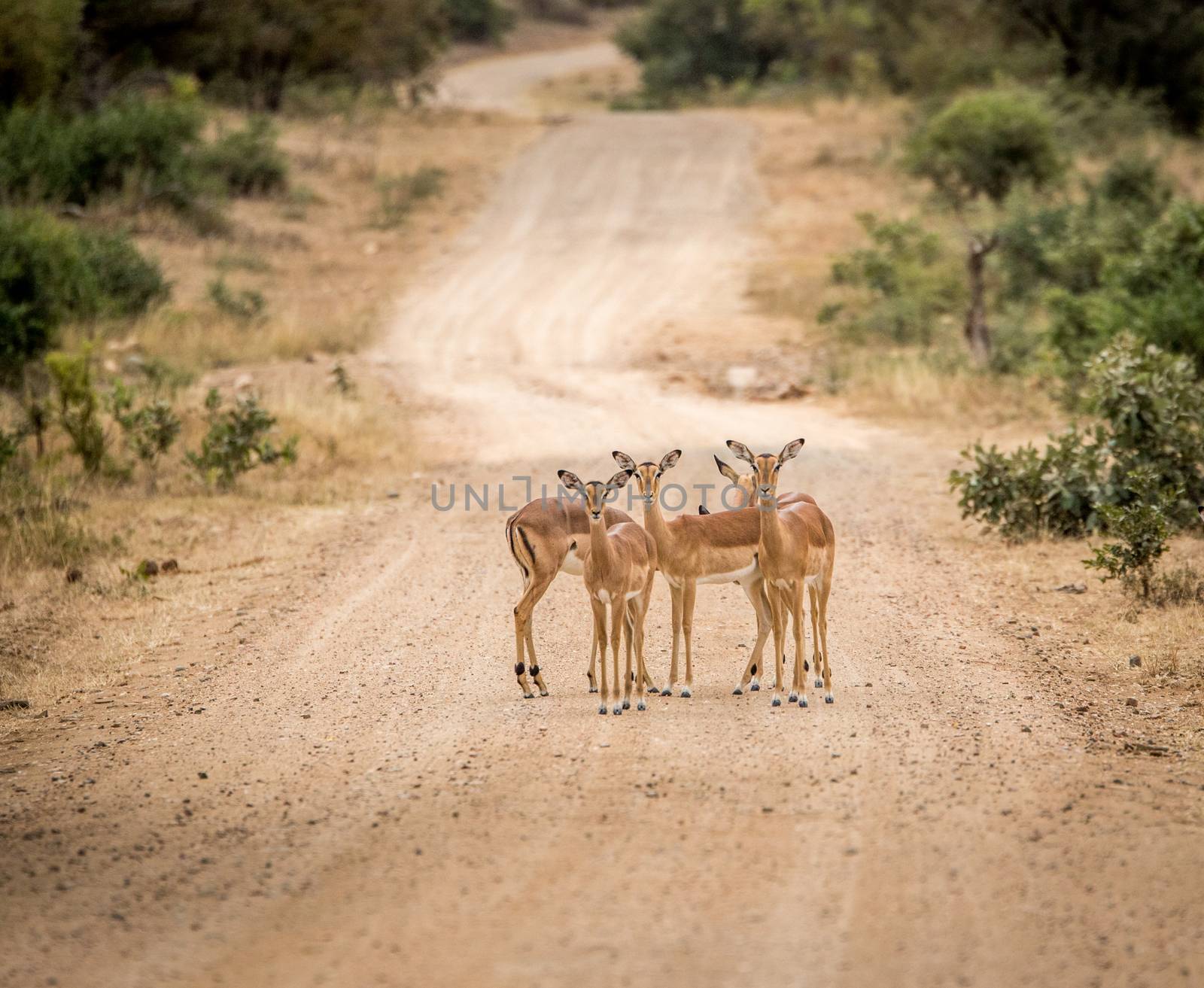 Group of female Impalas starring in the middle of the road in the Kruger National Park, South Africa.