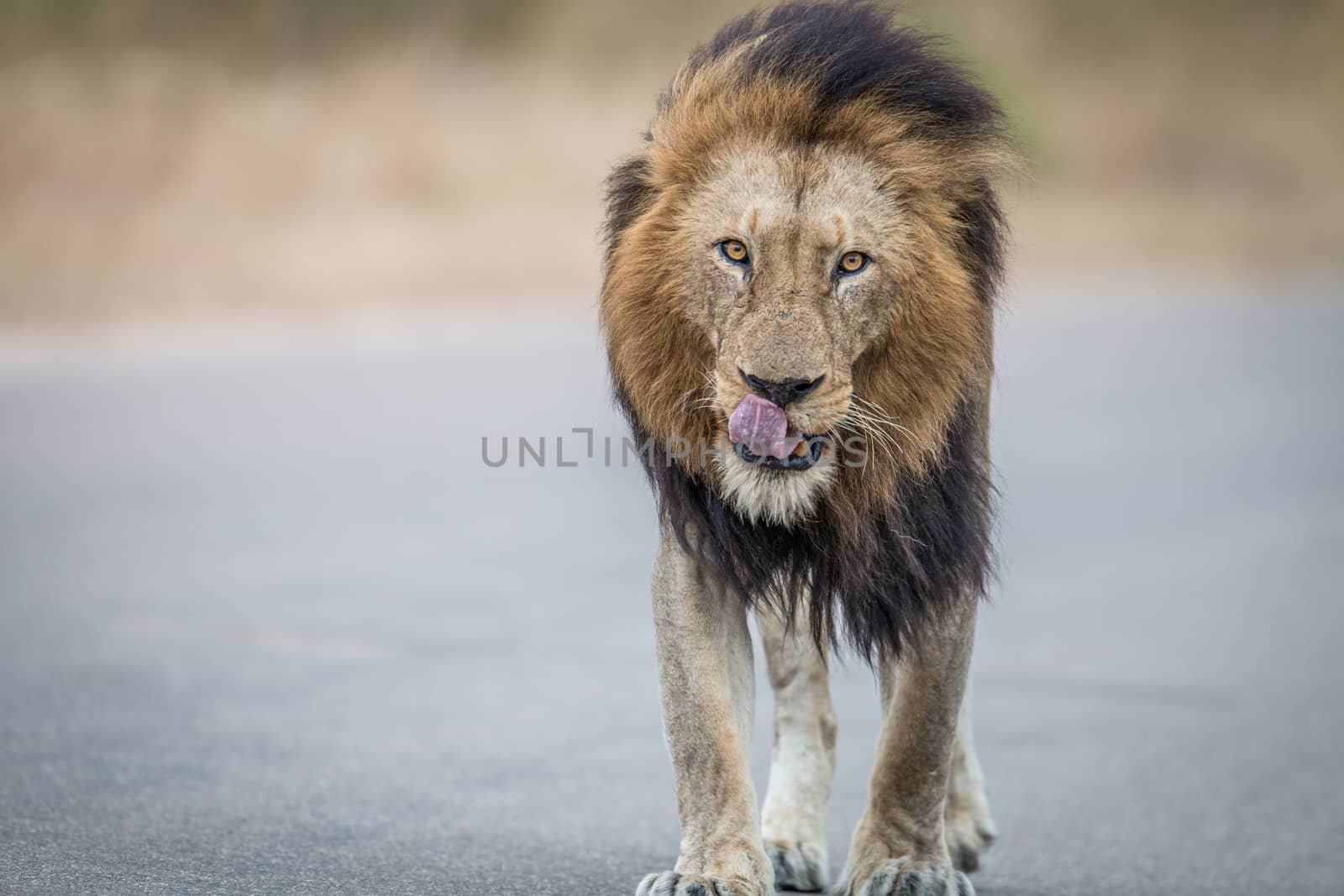 Male Lion walking towards the camera in the Kruger National Park, South Africa.