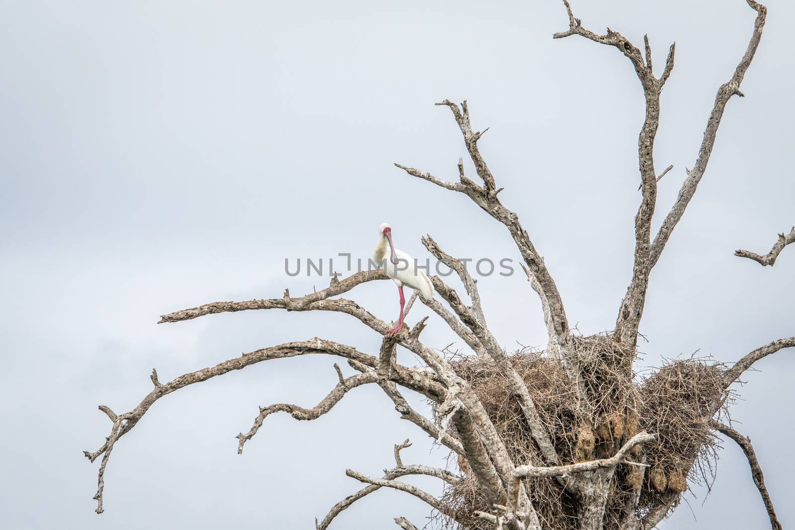 An African spoonbill sitting in a tree in the Kruger National Park, South Africa.