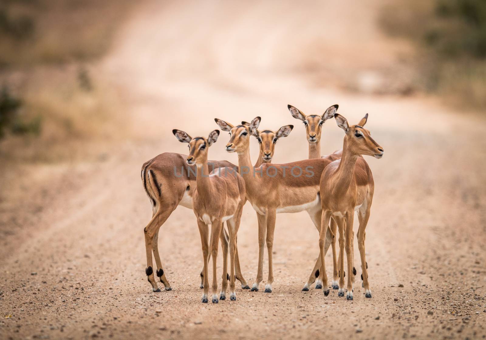 A starring group of female Impalas in the middle of the road in the Kruger National Park, South Africa.