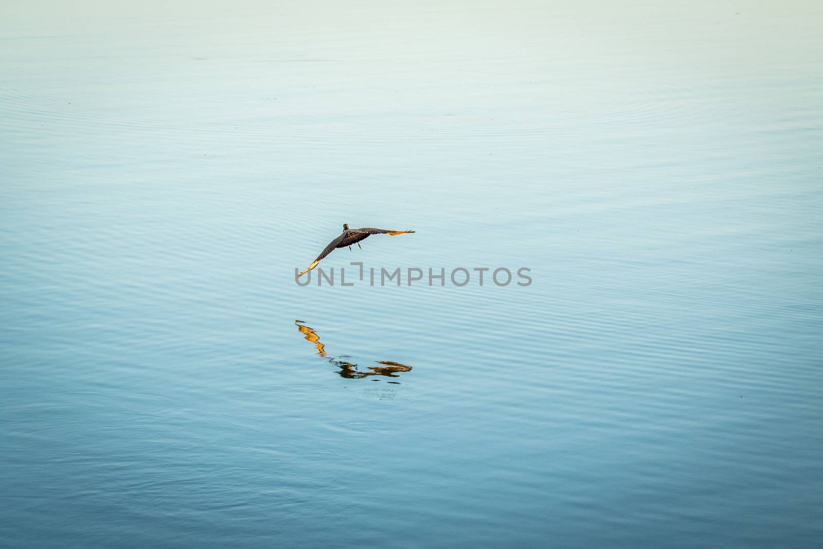 A Hammerkop flying over the water in the Kruger National Park, South Africa.