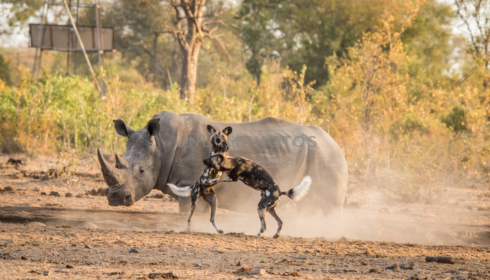 African wild dogs playing in front of a White rhino. by Simoneemanphotography