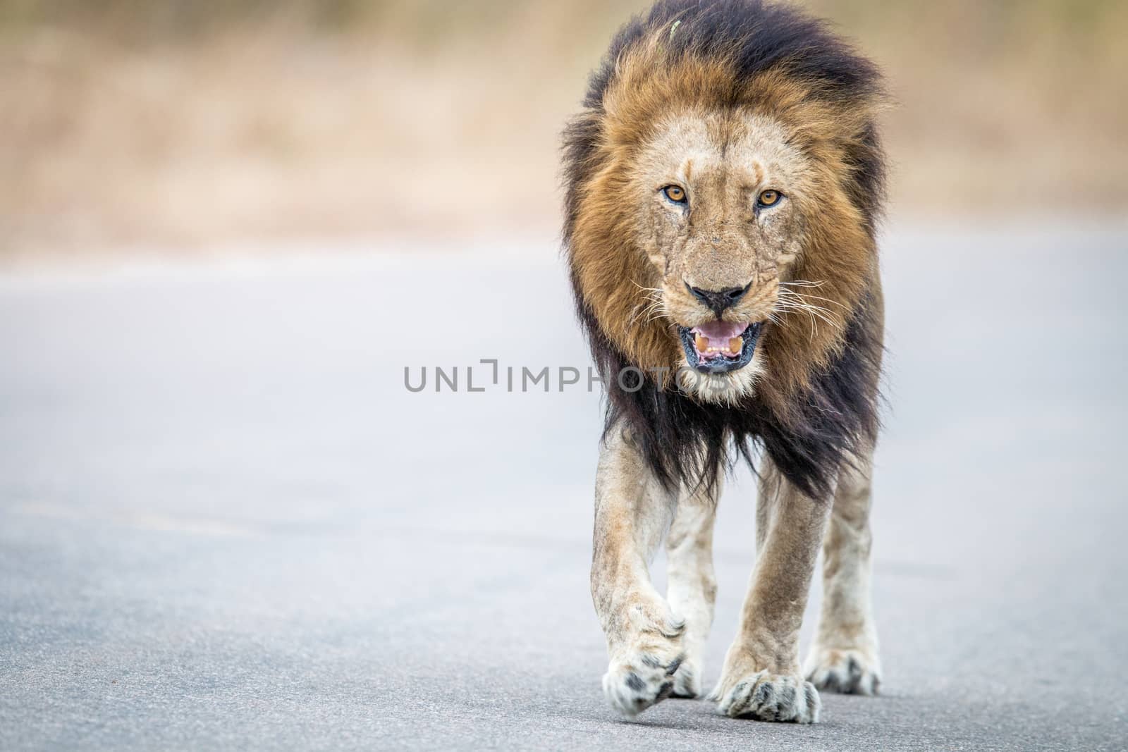 Male Lion walking towards the camera in the Kruger National Park, South Africa.