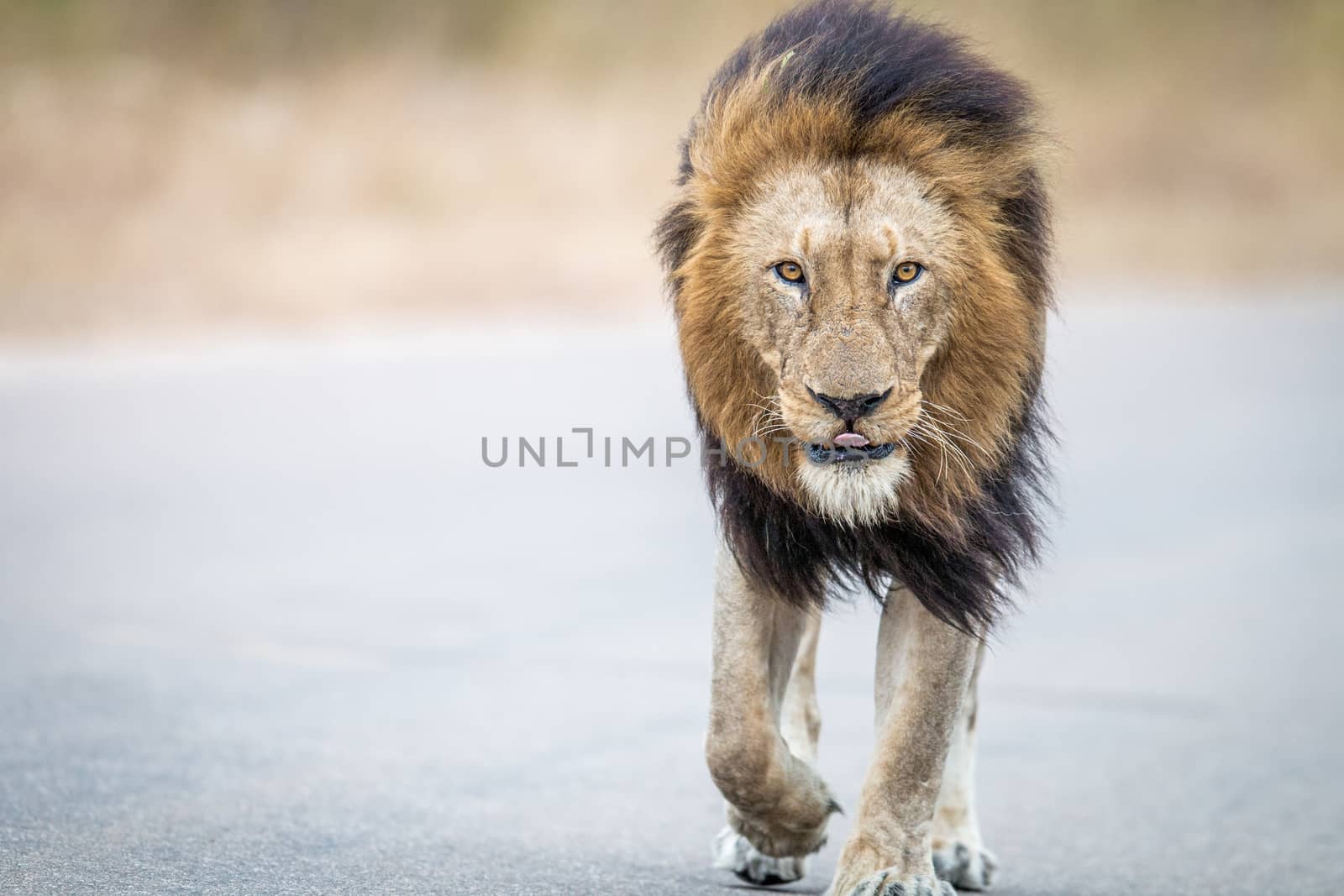 Male Lion walking towards the camera in the Kruger National Park, South Africa.