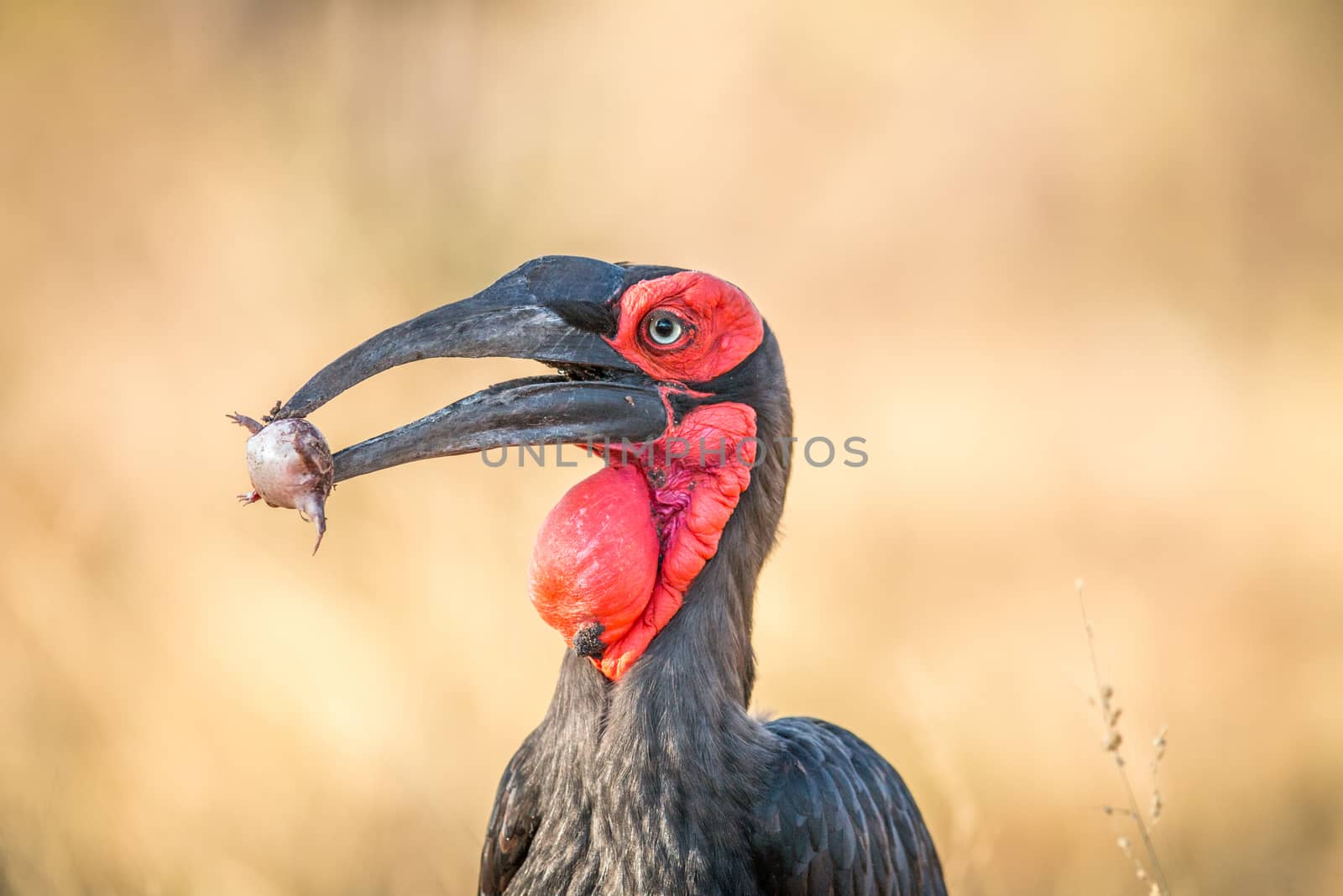 Southern ground hornbill with a Rain frog kill. by Simoneemanphotography