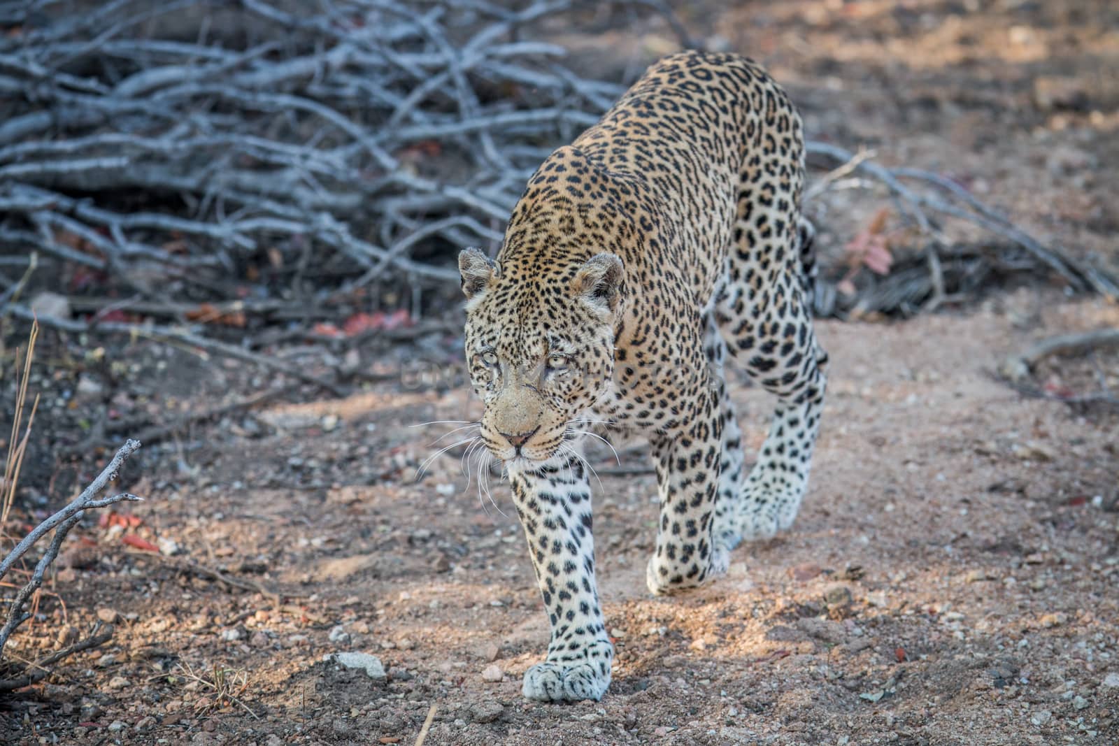 Leopard walking towards the camera. by Simoneemanphotography