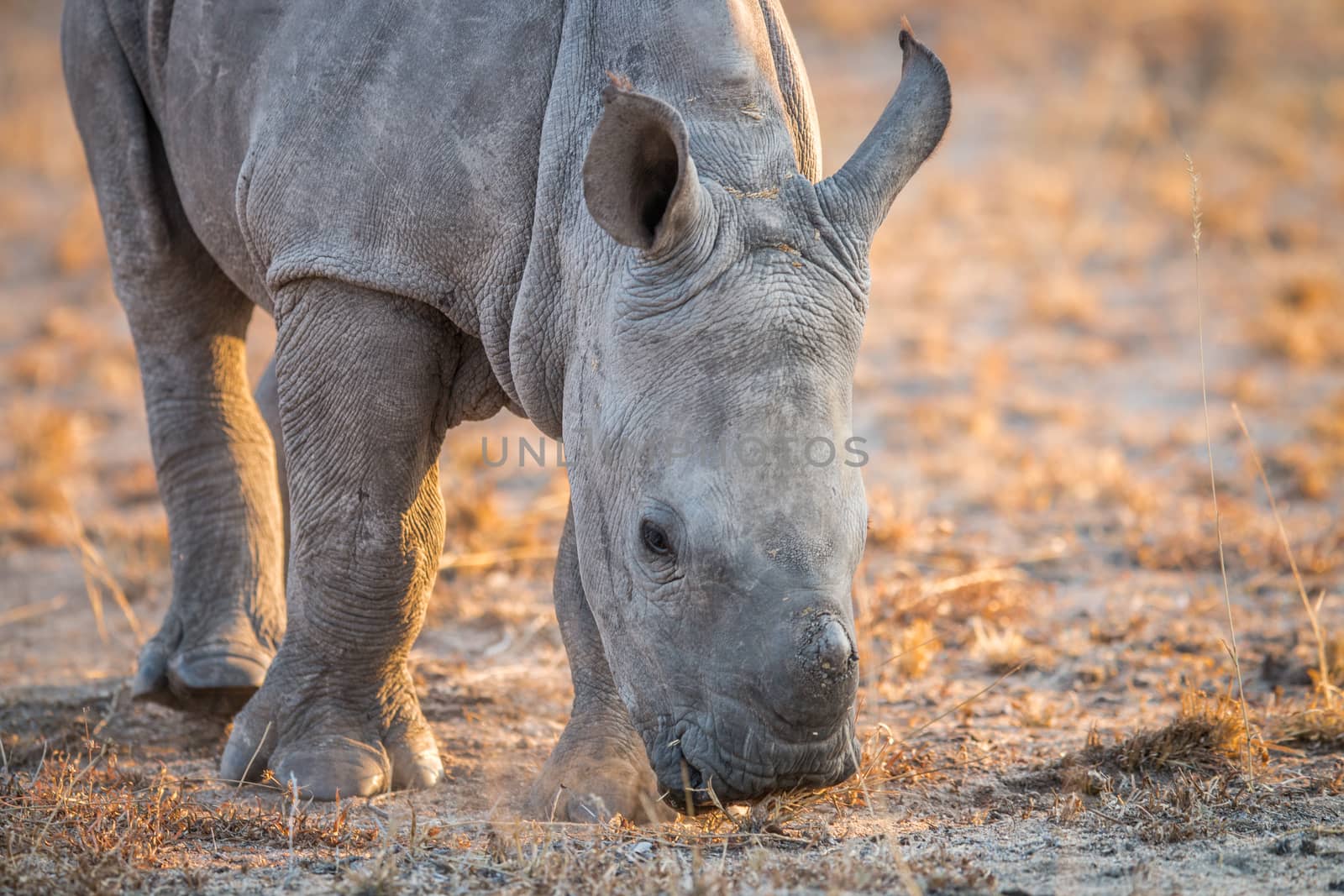 A baby White rhino sniffing the dirt. by Simoneemanphotography