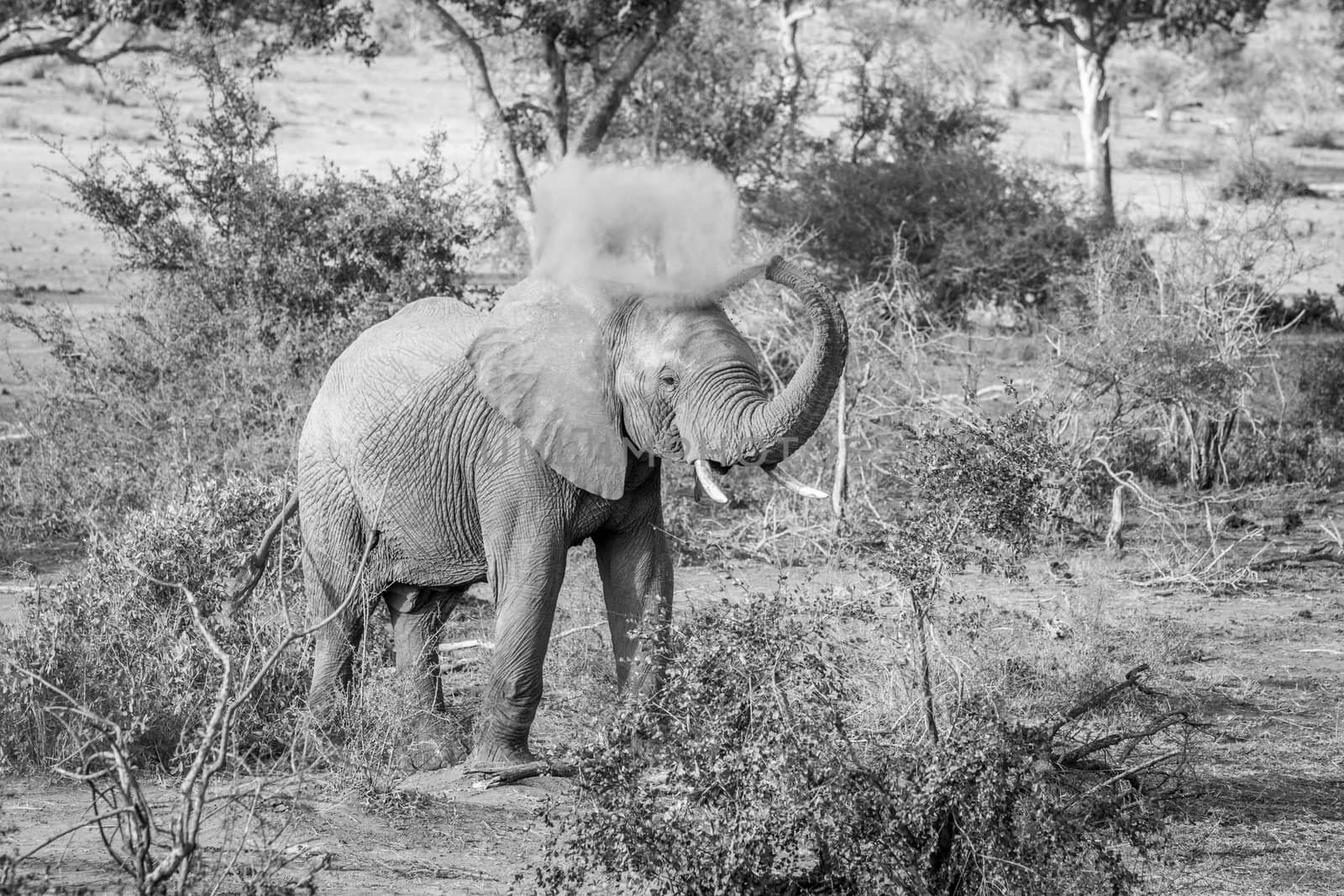 Elephant bull spraying dust on himself in the Kruger National Park. by Simoneemanphotography