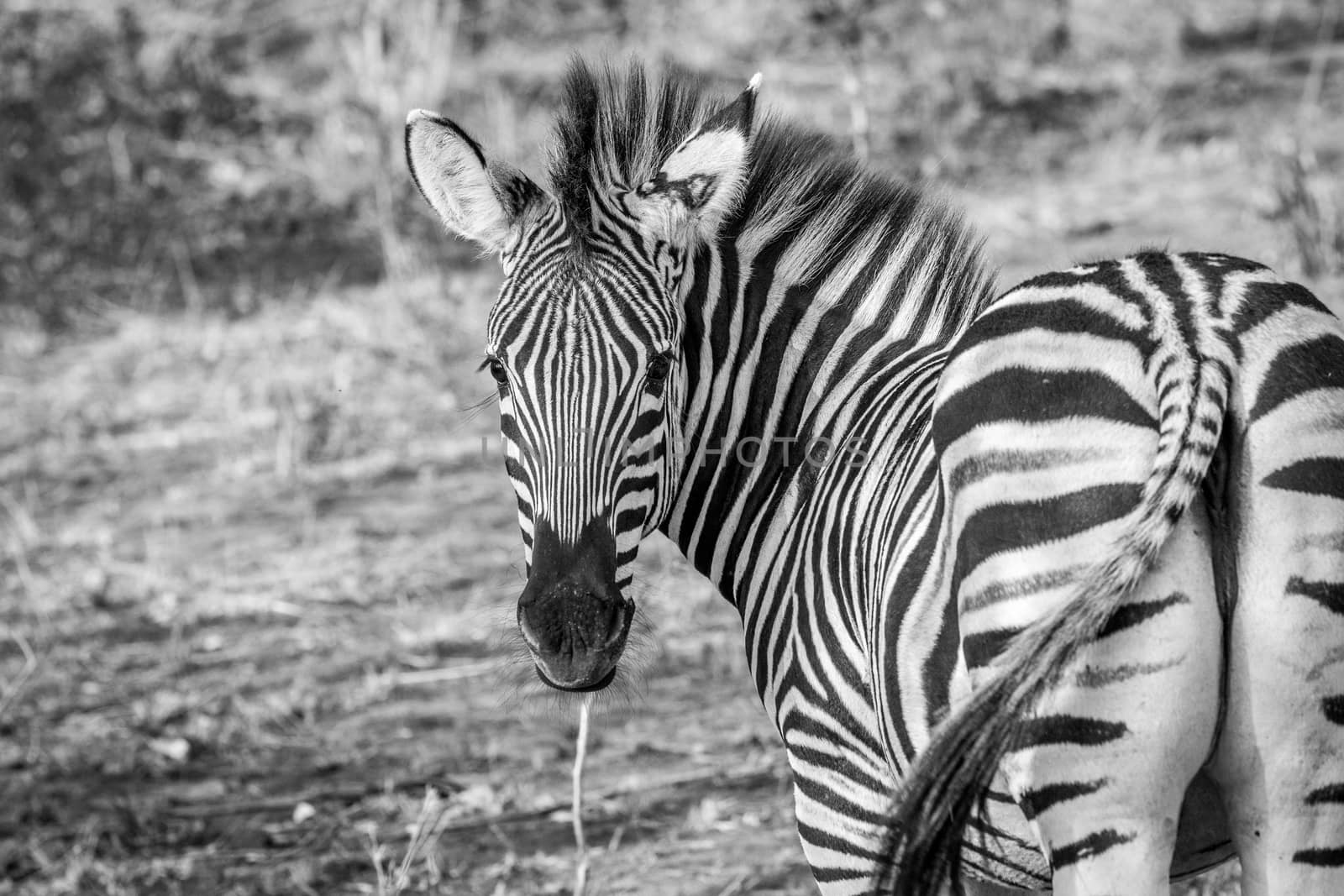 A starring Zebra in black and white in the Kruger National Park, South Africa.