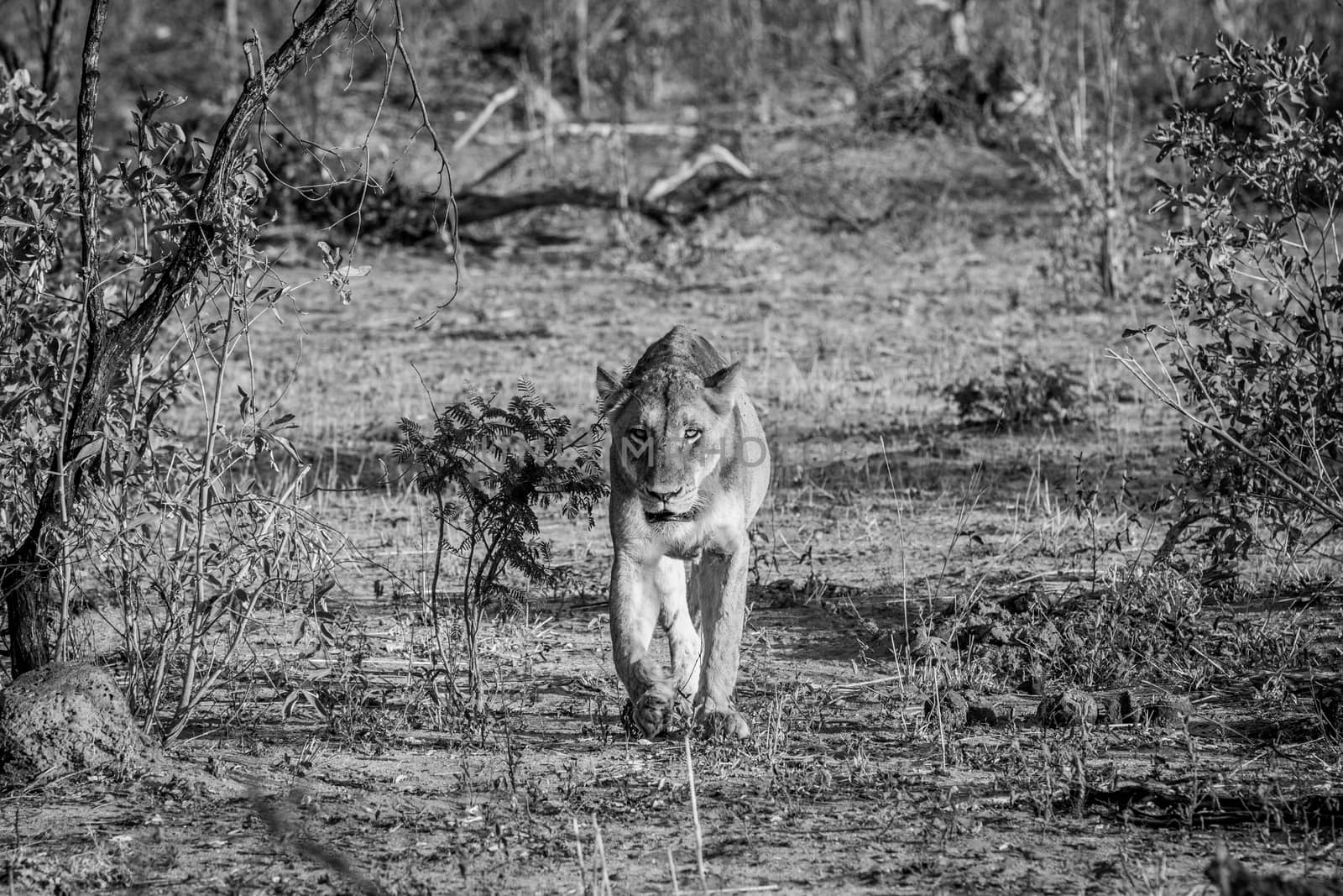 Lioness walking towards the camera in black and white the Kruger National Park, South Africa.