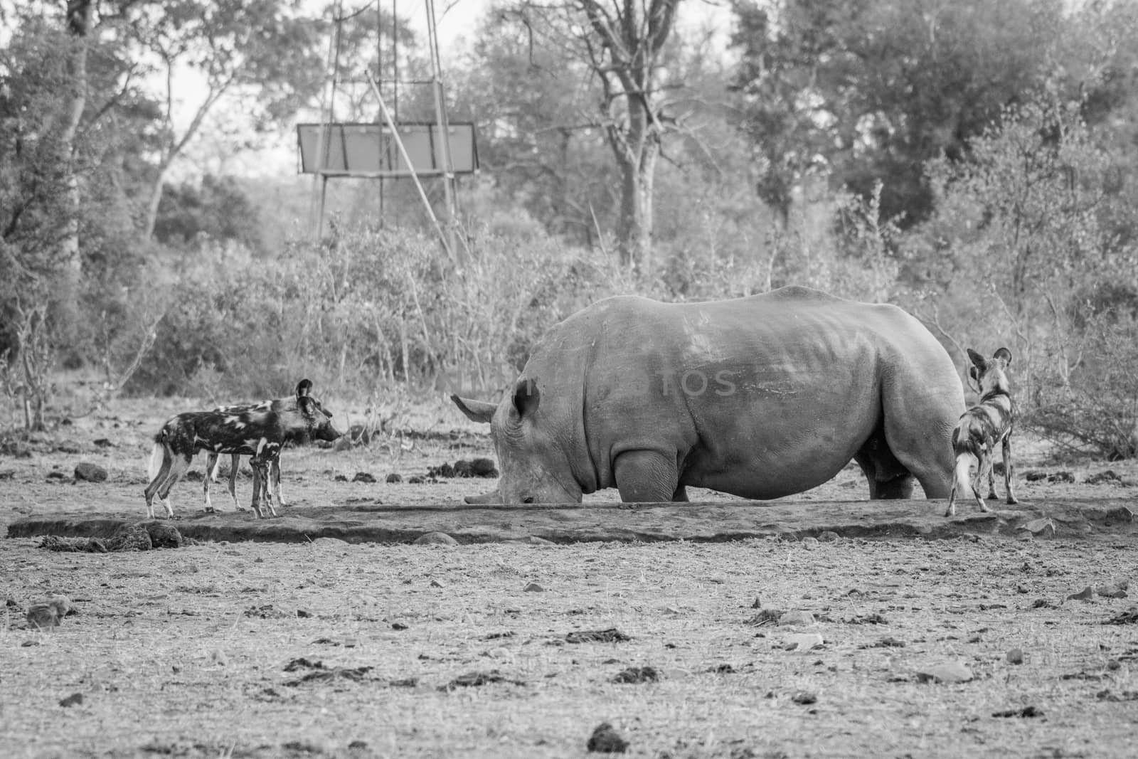 African wild dogs looking at a White rhino in black and white in the Kruger National Park, South Africa.