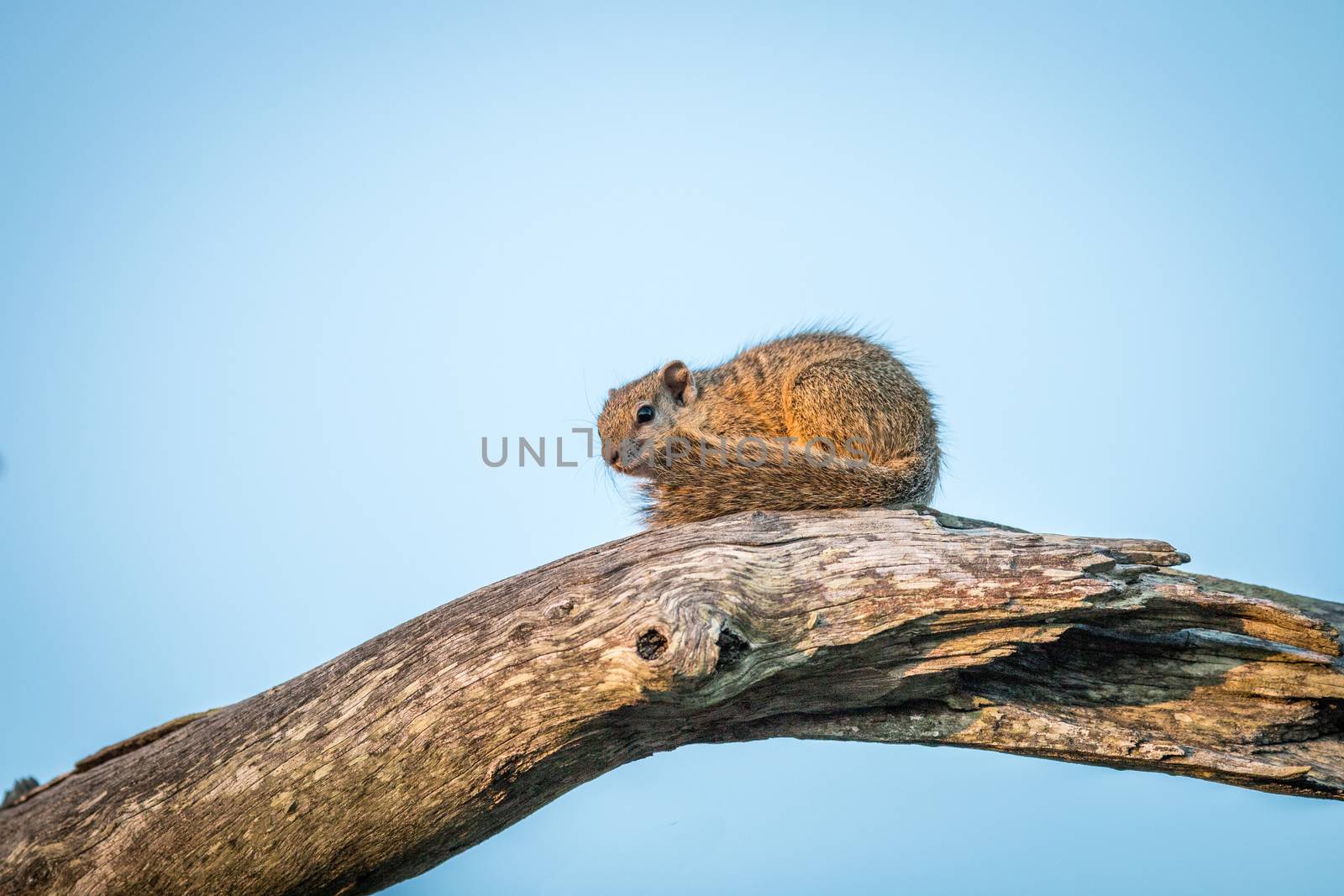 A Tree squirrel on a branch in the Kruger National Park, South Africa.