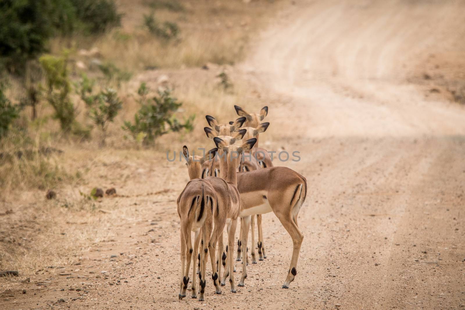 Group of starring female Impalas from behind in the middle of the road in the Kruger National Park, South Africa.