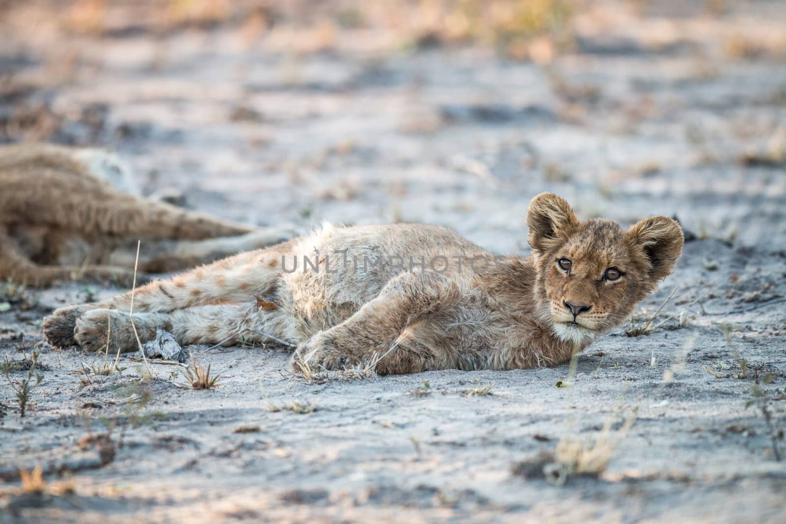 Lion cub laying on the dirt in the Sabi Sabi game reserve, South Africa.