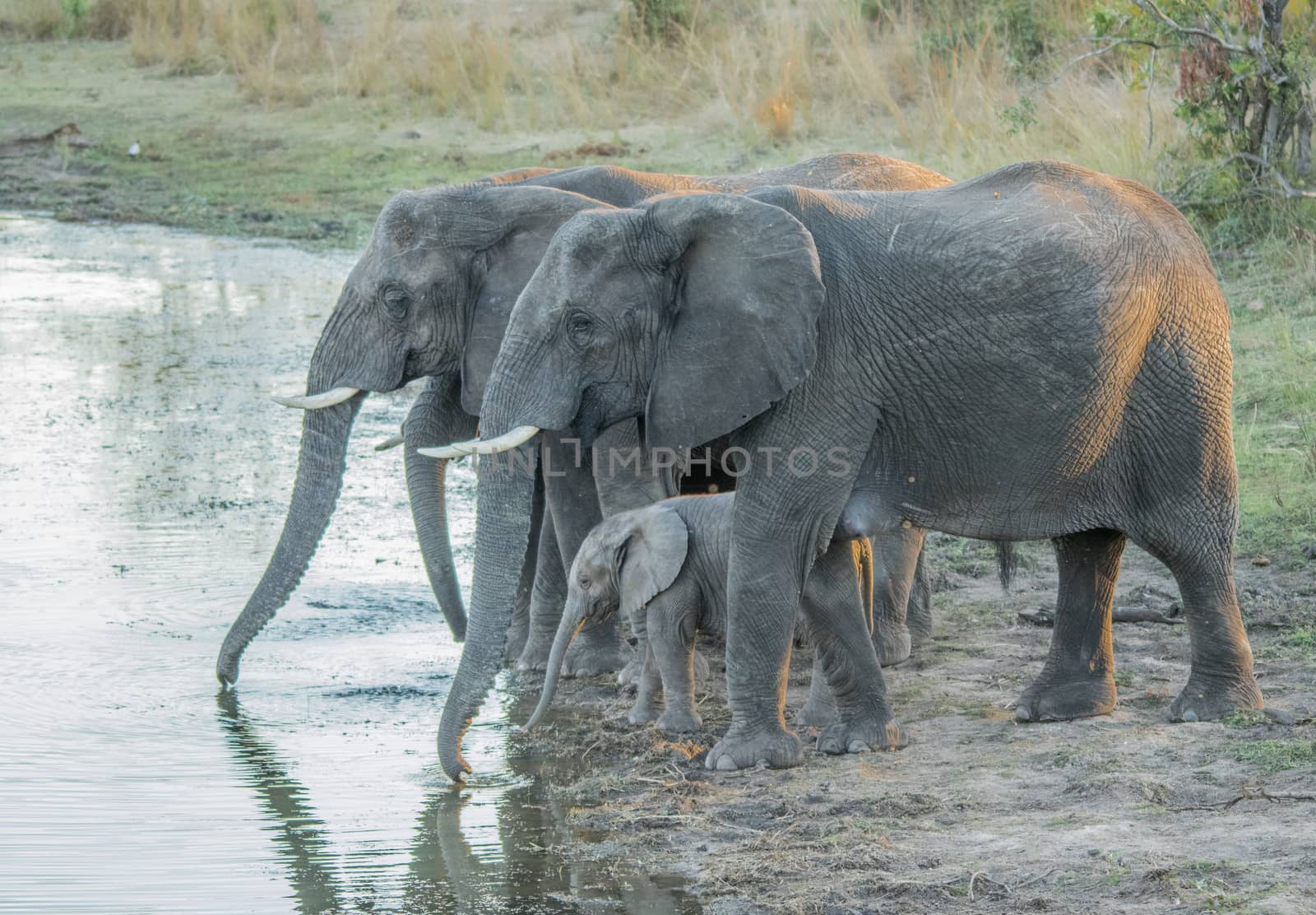 Little herd of Elephants drinking in the Kruger National Park, South Africa.