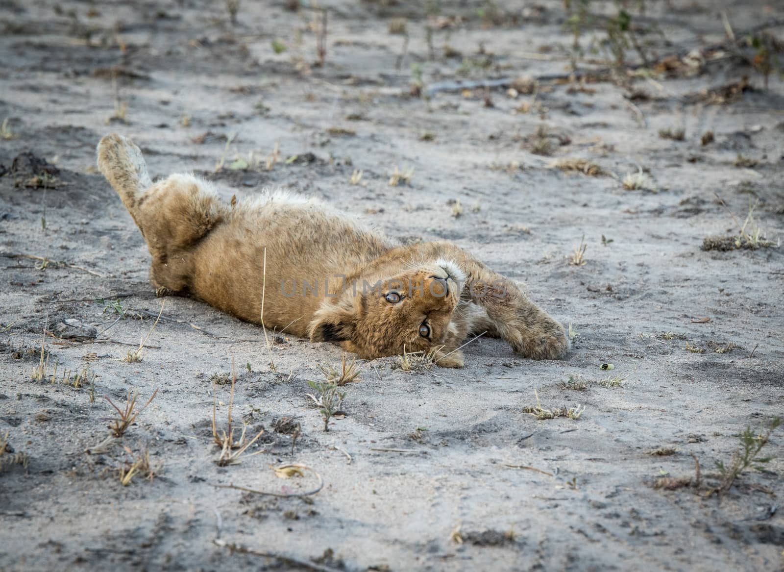 Lion cub laying on the dirt in the Sabi Sabi game reserve, South Africa.