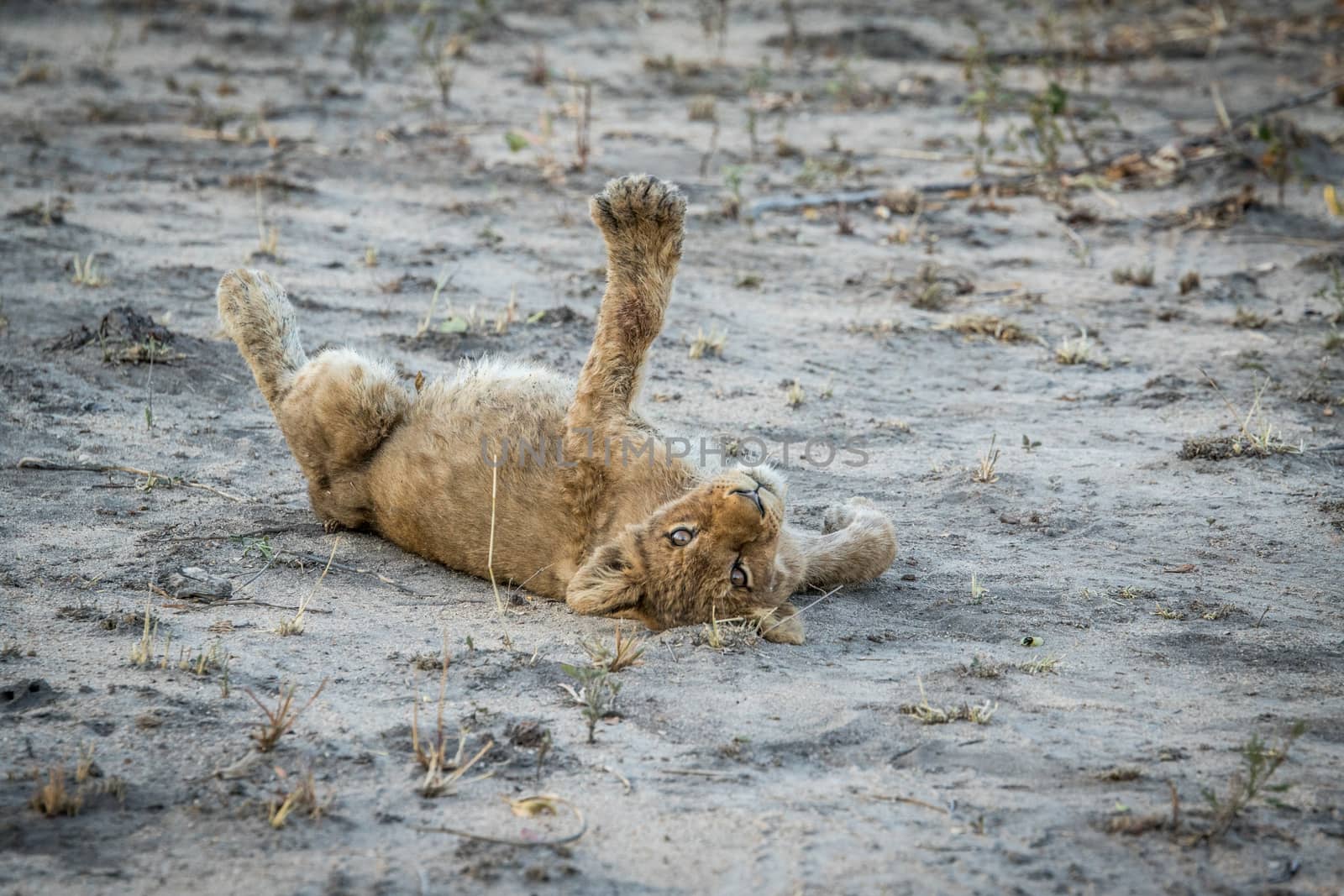 Lion cub laying on the dirt in the Sabi Sabi game reserve, South Africa.