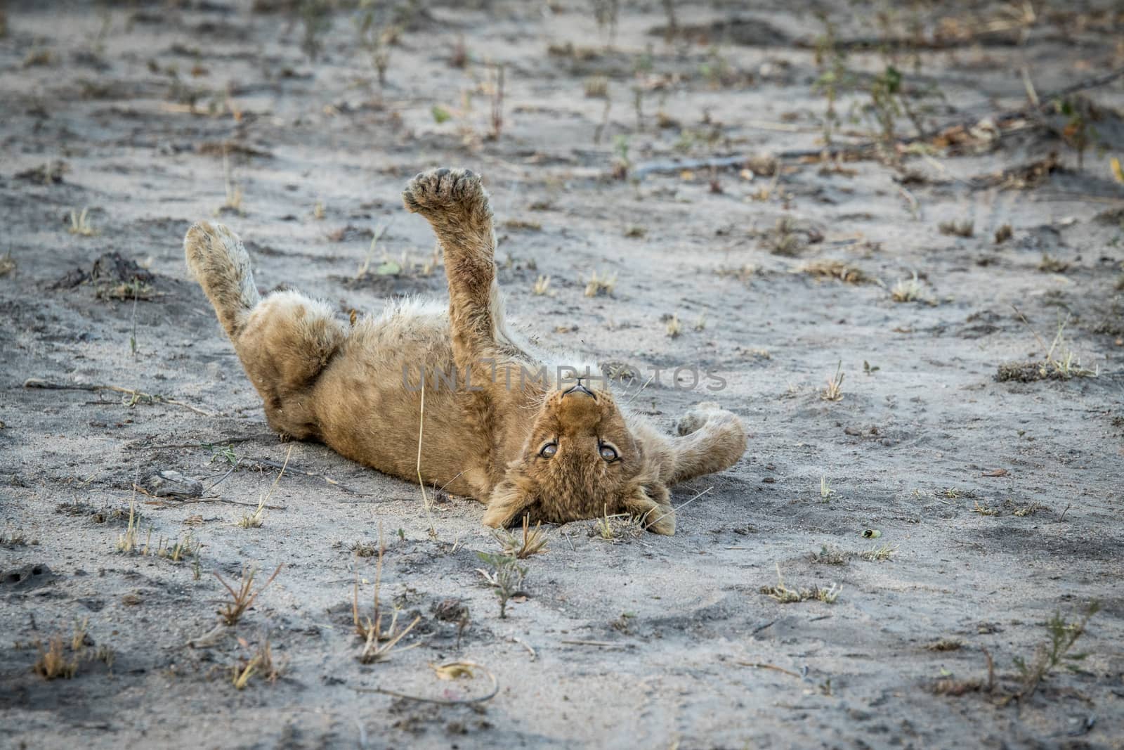 Lion cub laying on the dirt in the Sabi Sabi game reserve, South Africa.