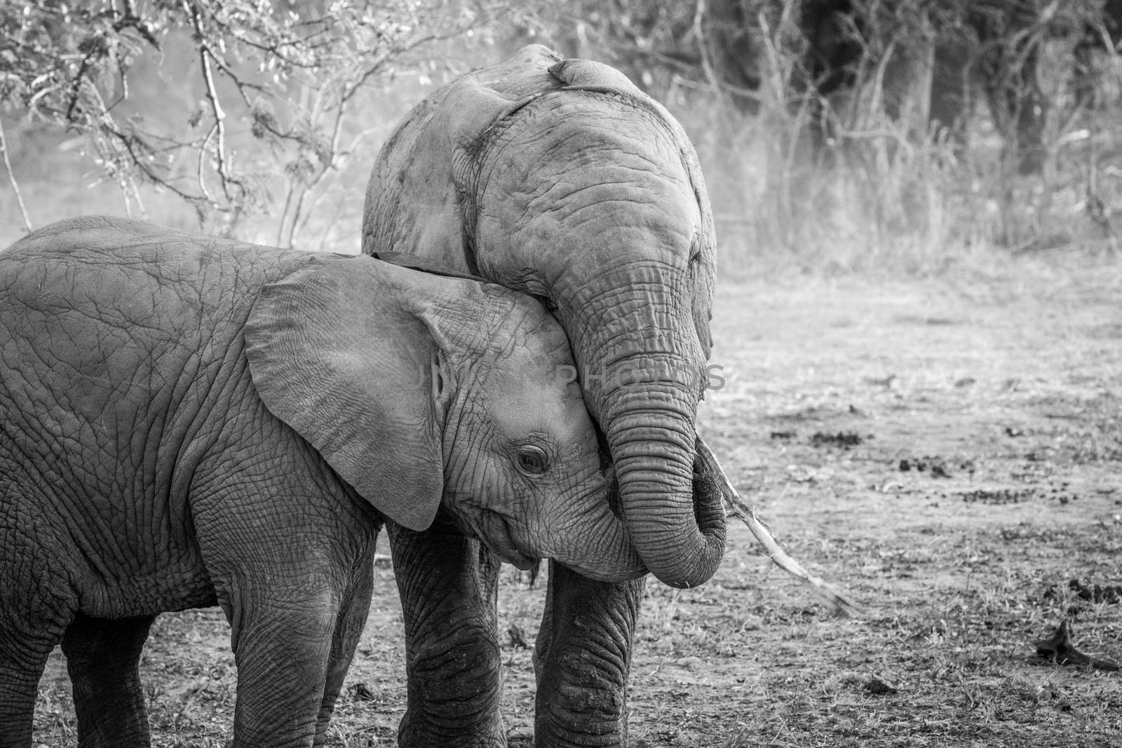Two young Elephants cuddling in black and white in the Kruger National Park, South Africa.